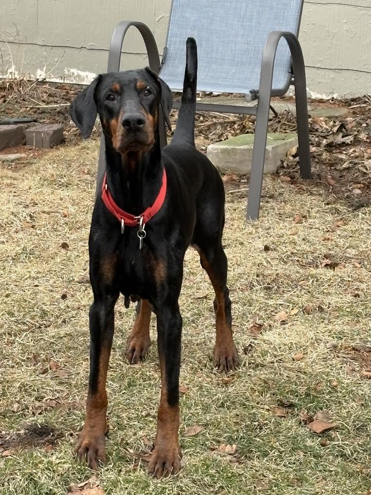 Enlarge Madison, a ADOPTABLE Doberman Pinscher in Barrington, IL image 2/6
