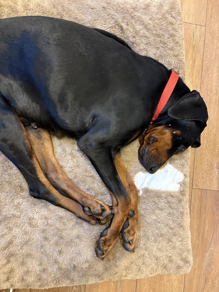 Enlarge Madison, a ADOPTABLE Doberman Pinscher in Barrington, IL image 3/6