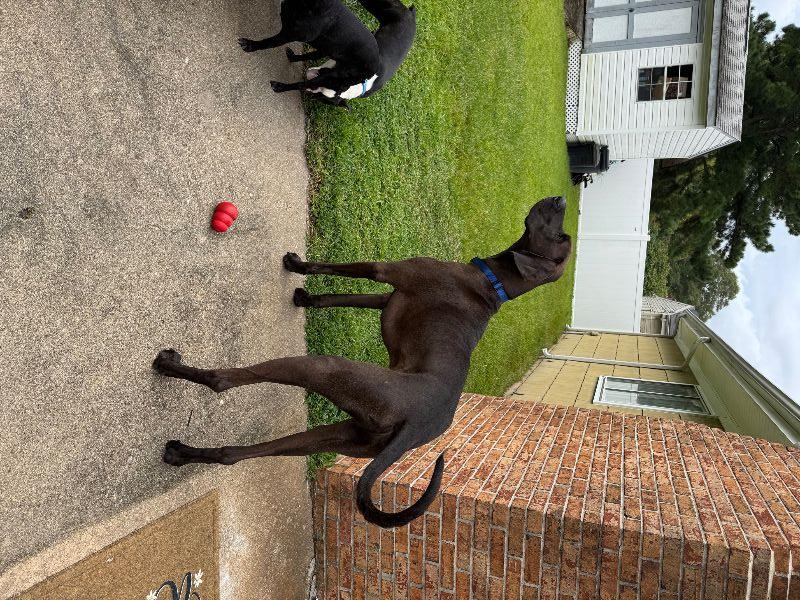Hercules, a Adoptable Great Dane in Pine Beach, NJ image 2/2