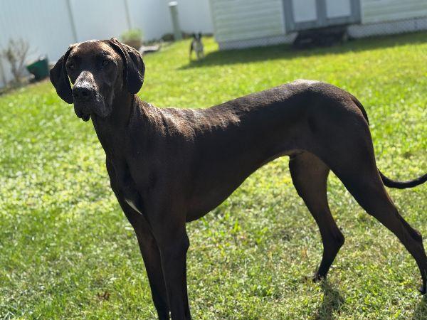 Hercules, Adoptable, Young Male Great Dane.
