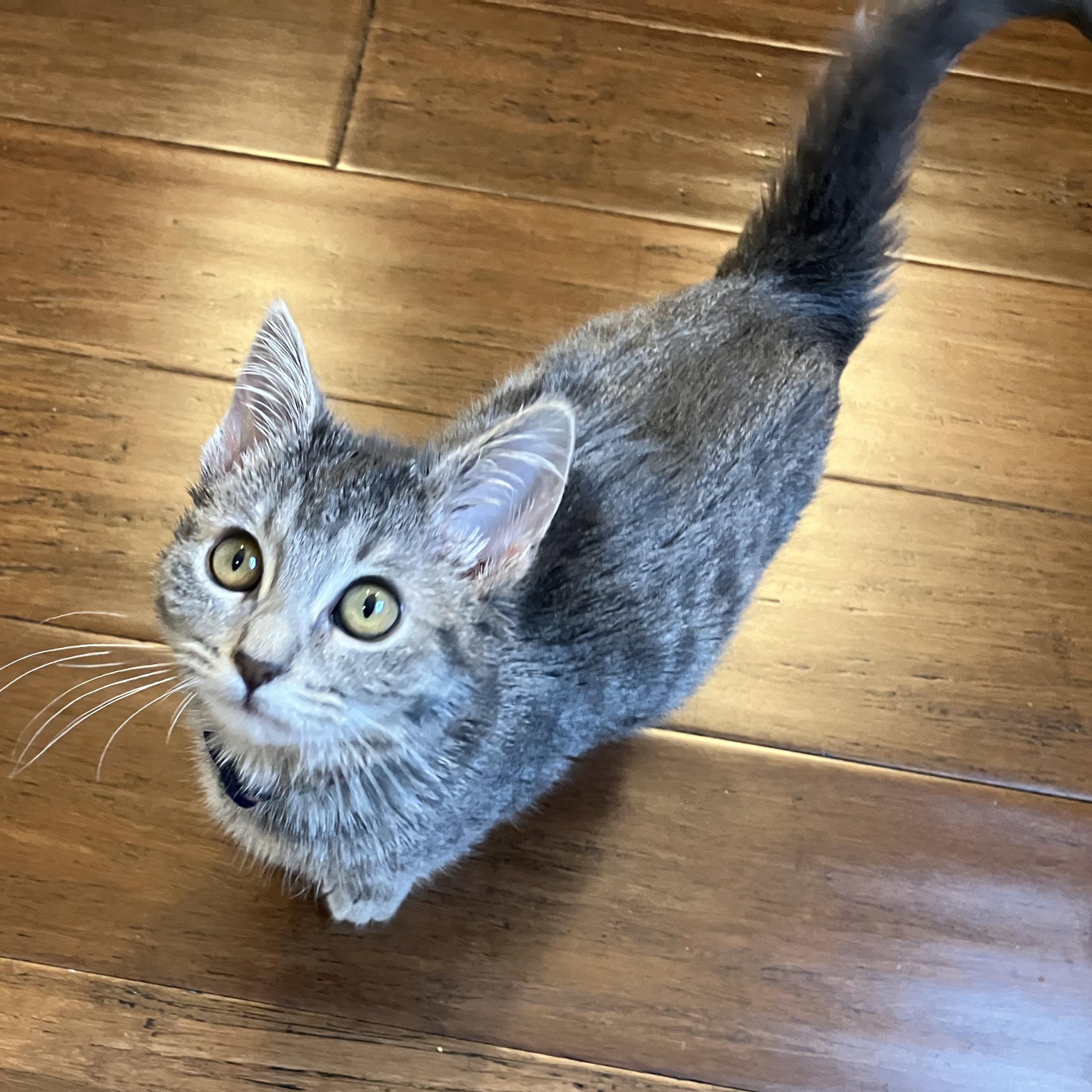 Enlarge Cranberry, a ADOPTABLE Domestic Short Hair in Unionville, MO image 3/6