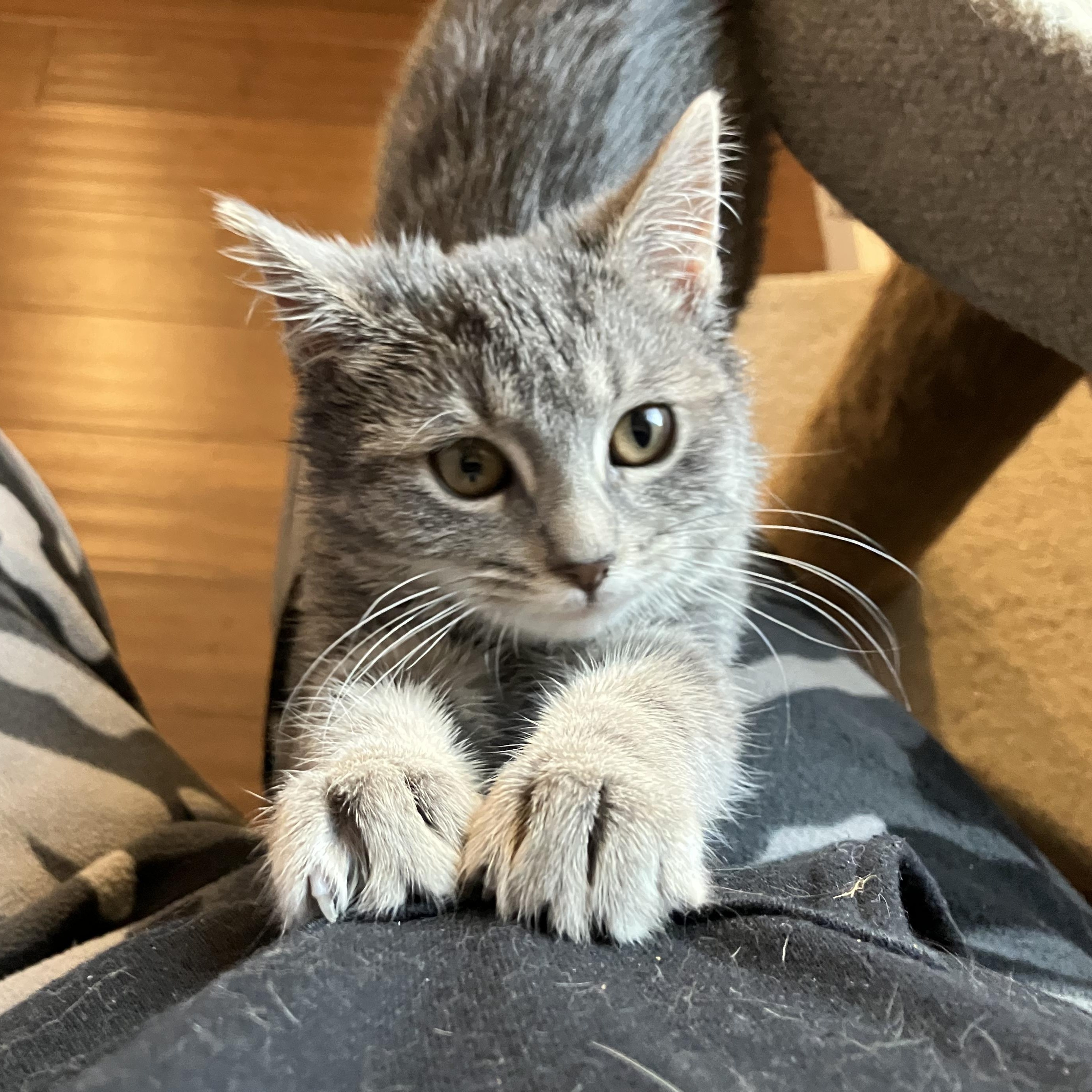 Cranberry, ADOPTABLE, Kitten Female Domestic Short Hair.