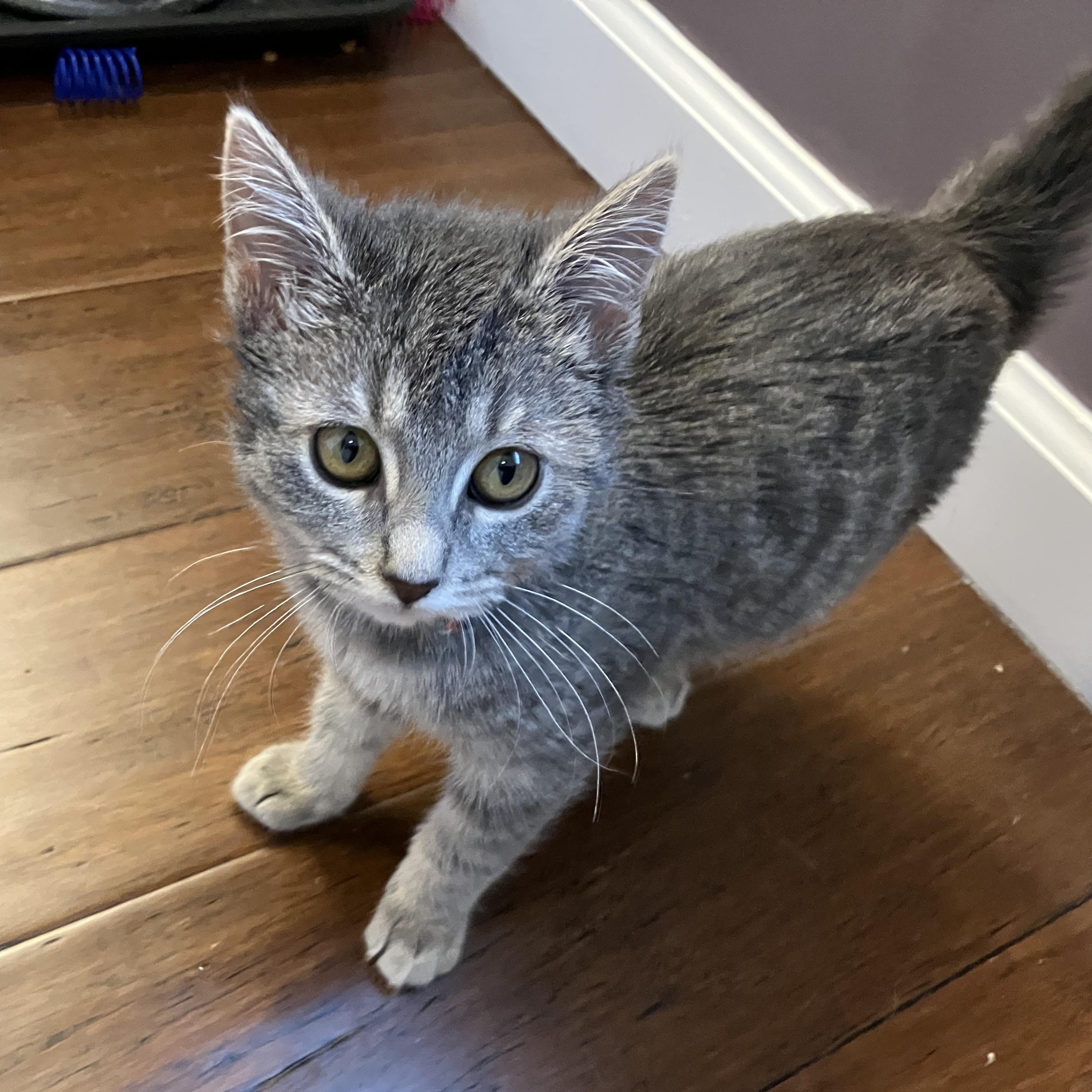 Enlarge Cranberry, a ADOPTABLE Domestic Short Hair in Unionville, MO image 6/6