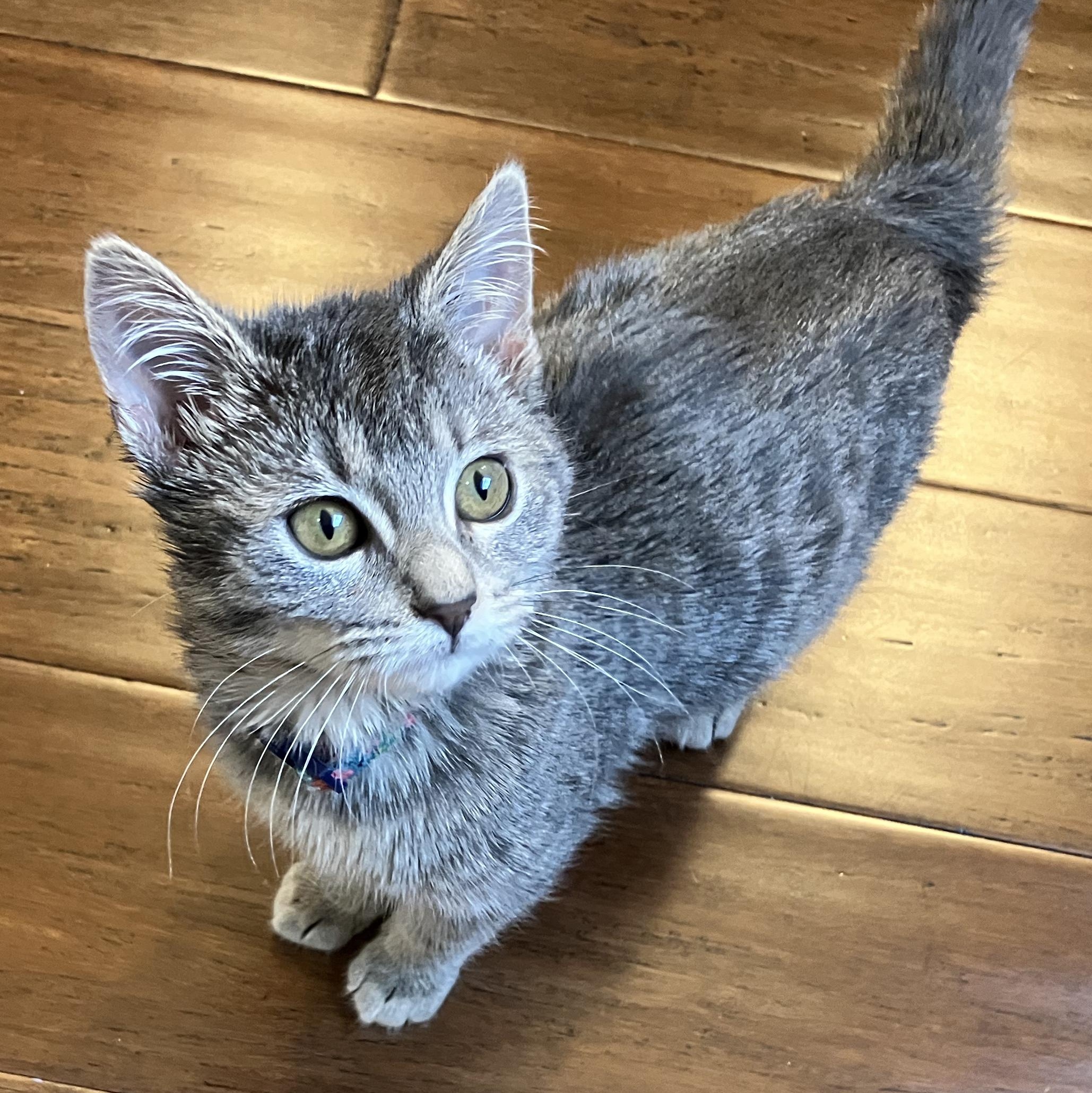 Enlarge Cranberry, a ADOPTABLE Domestic Short Hair in Unionville, MO image 5/6