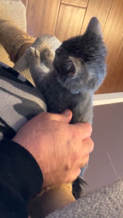 Enlarge Cranberry, a ADOPTABLE Domestic Short Hair in Unionville, MO video 2/6