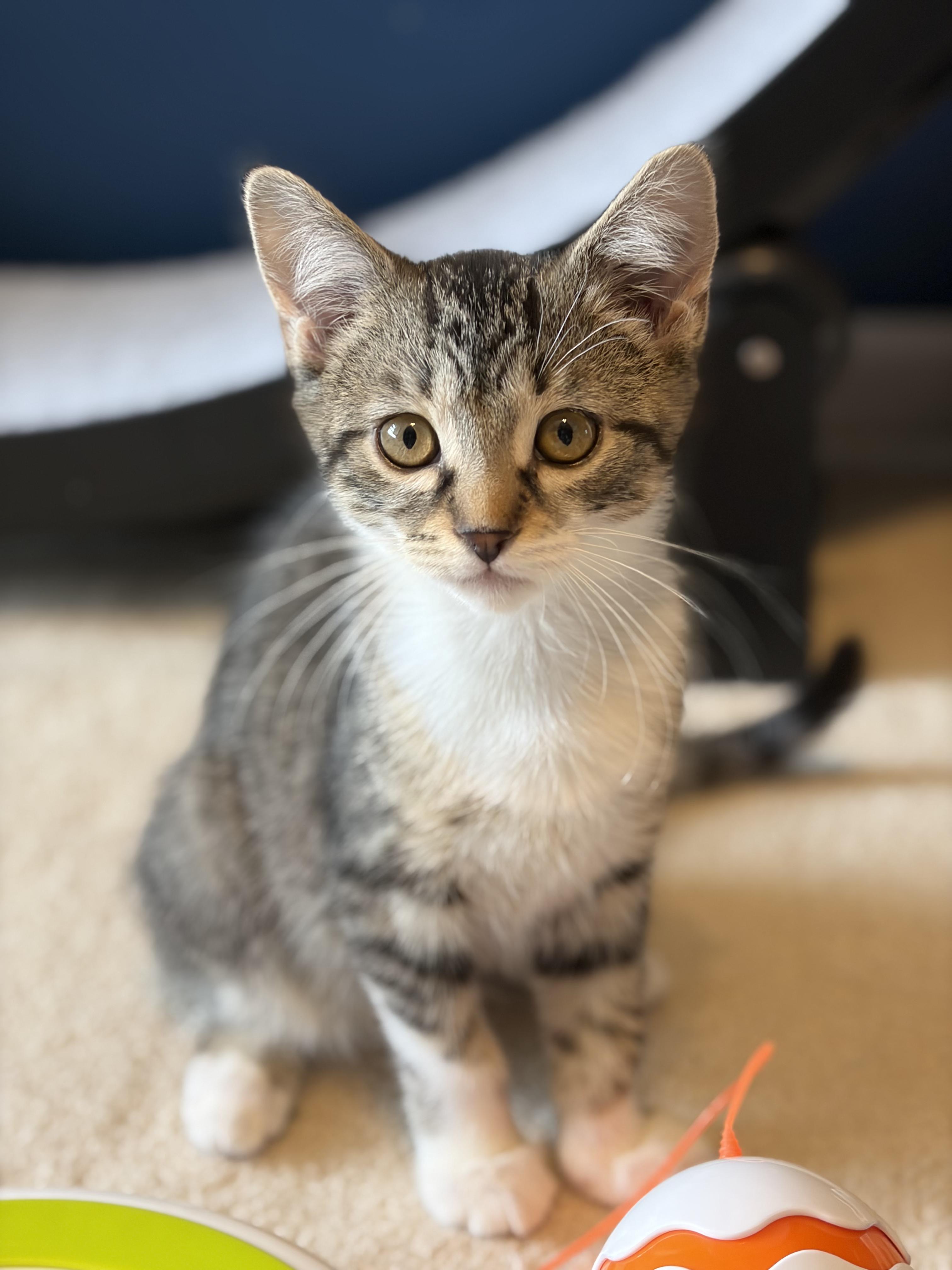 Enlarge Malyk, a Adoptable Domestic Short Hair in South Lyon, MI image 1/5