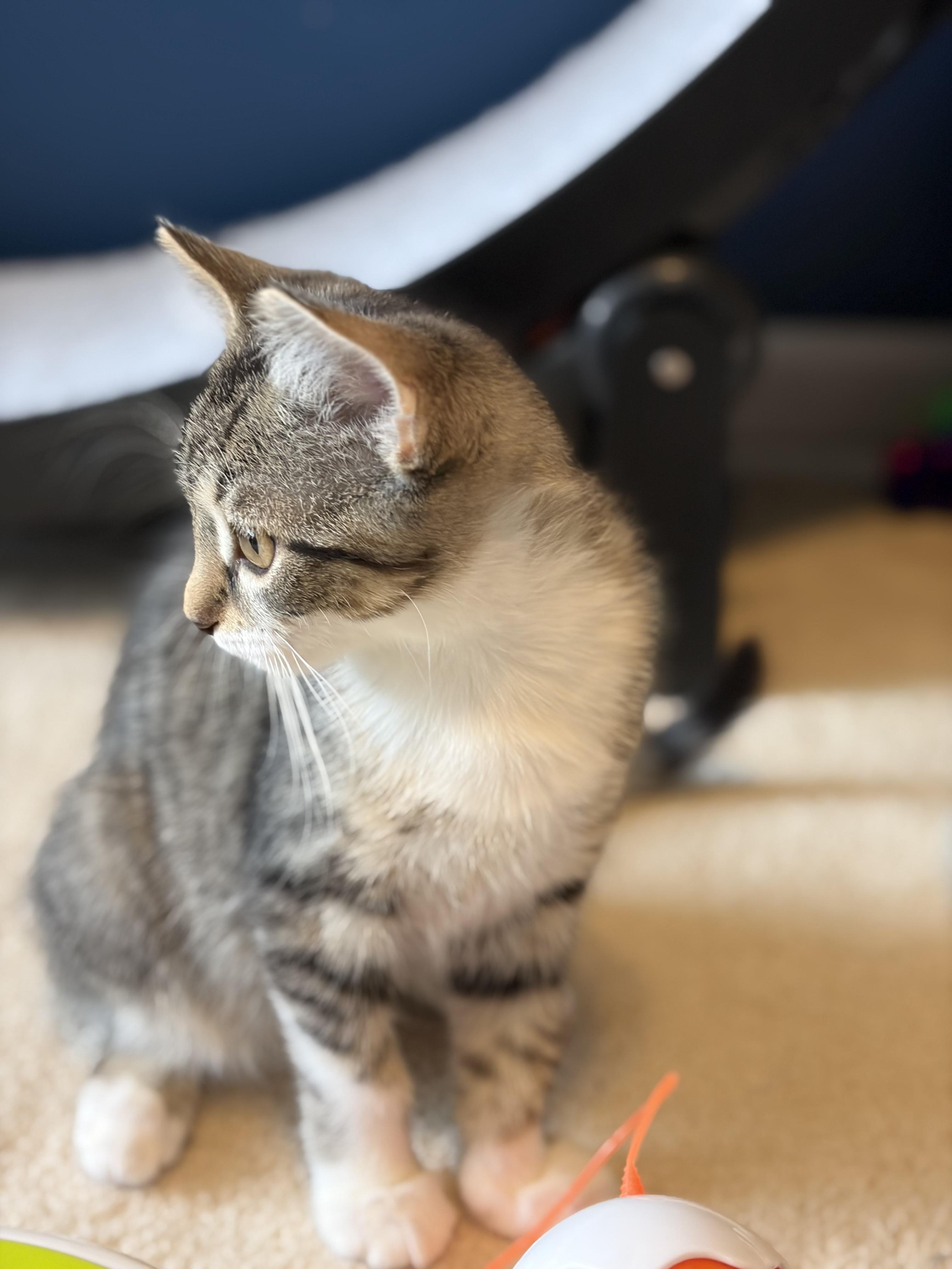 Enlarge Malyk, a Adoptable Domestic Short Hair in South Lyon, MI image 2/5