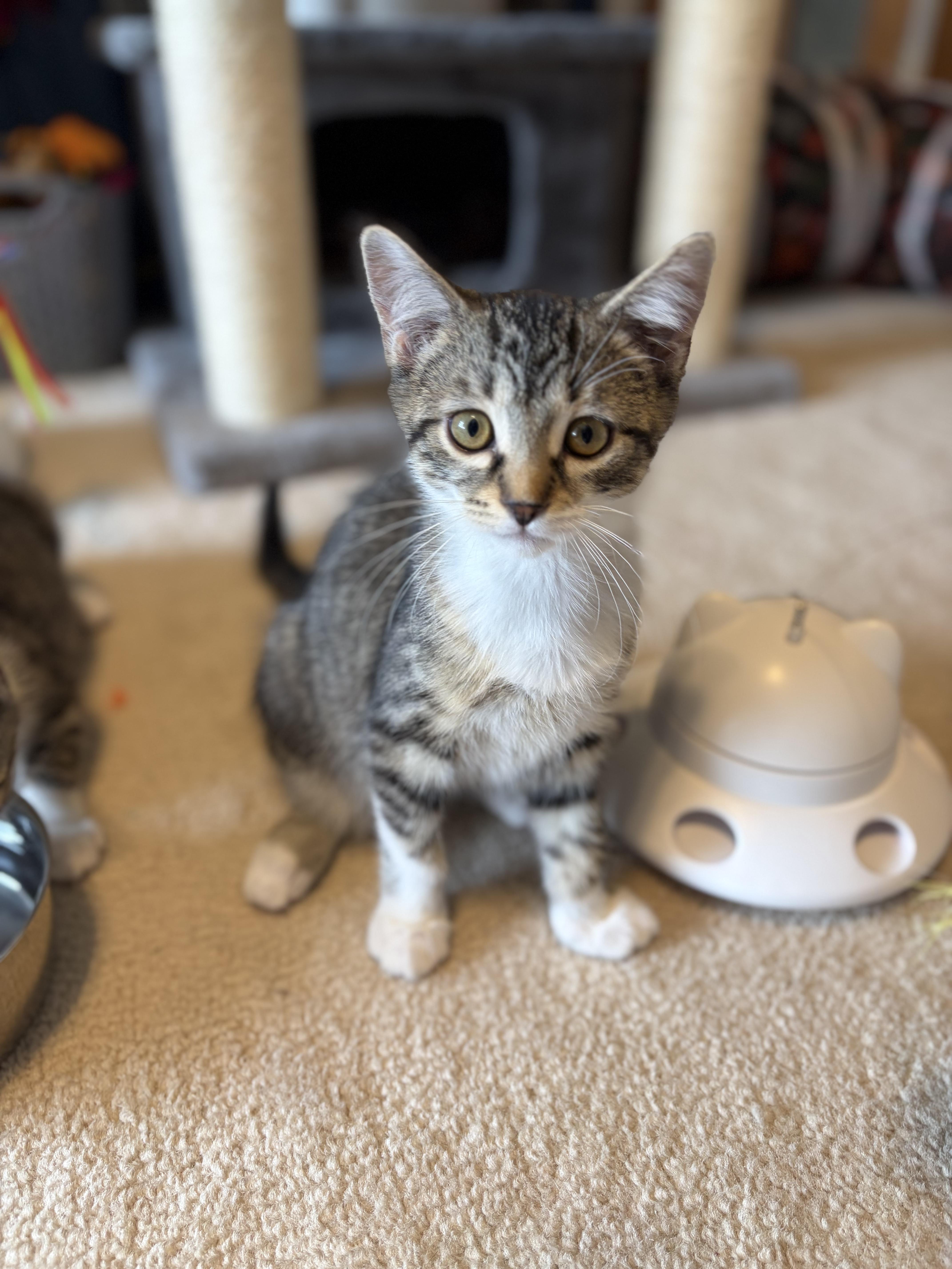 Enlarge Malyk, a Adoptable Domestic Short Hair in South Lyon, MI image 3/5