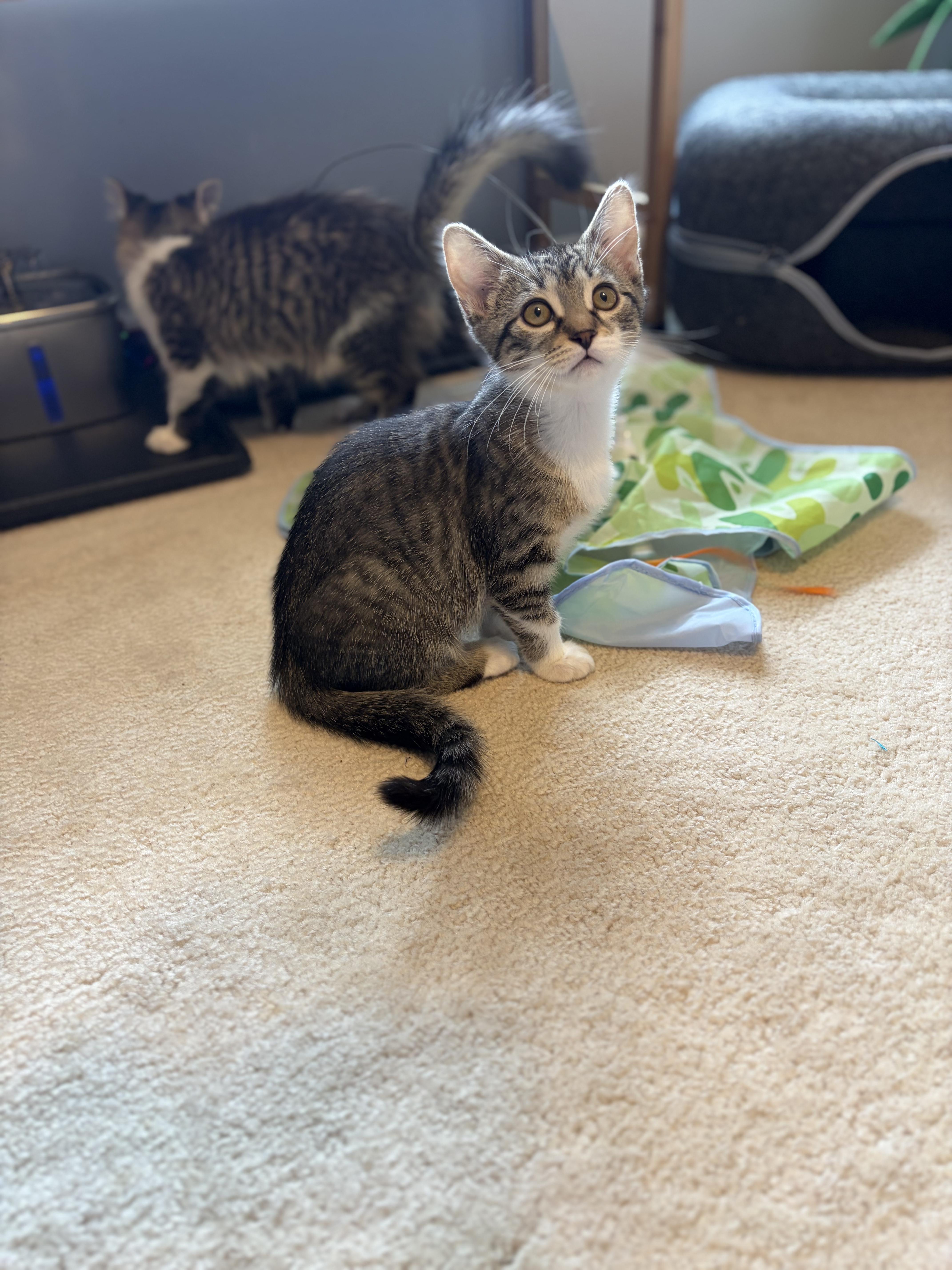 Enlarge Malyk, a Adoptable Domestic Short Hair in South Lyon, MI image 5/5