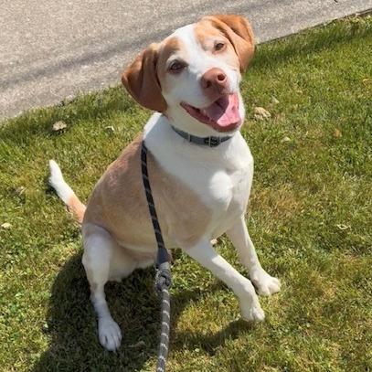 Enlarge Paddy, a Adoptable Labrador Retriever in Staten Island, NY image 1/6