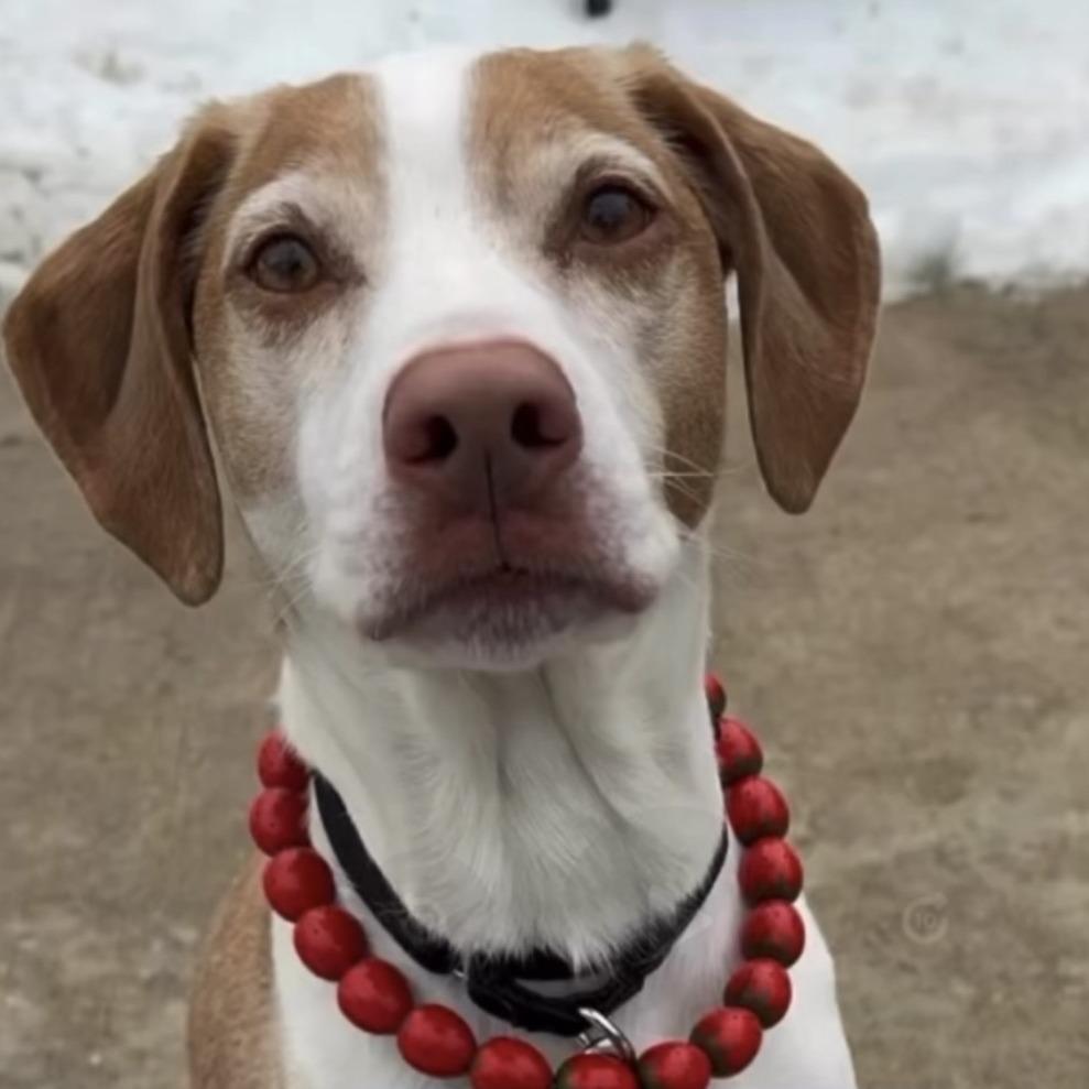 Enlarge Paddy, a Adoptable Labrador Retriever in Staten Island, NY image 2/6