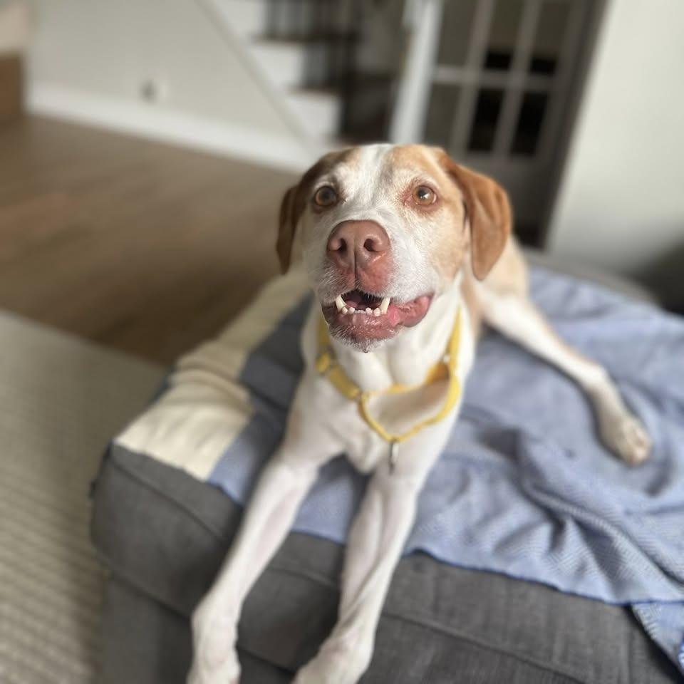Enlarge Paddy, a Adoptable Labrador Retriever in Staten Island, NY image 3/6