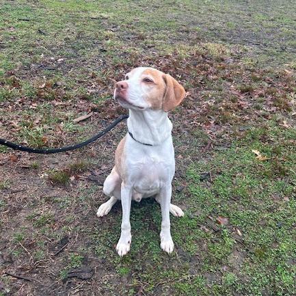 Enlarge Paddy, a Adoptable Labrador Retriever in Staten Island, NY image 5/6