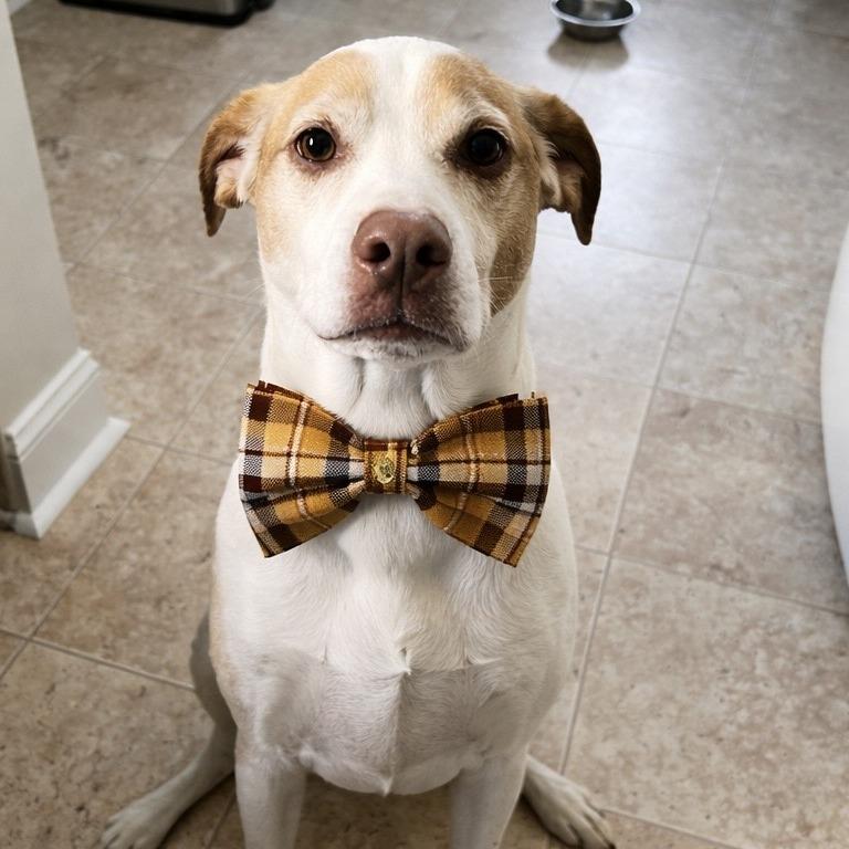 Enlarge Paddy, a Adoptable Labrador Retriever in Staten Island, NY image 6/6