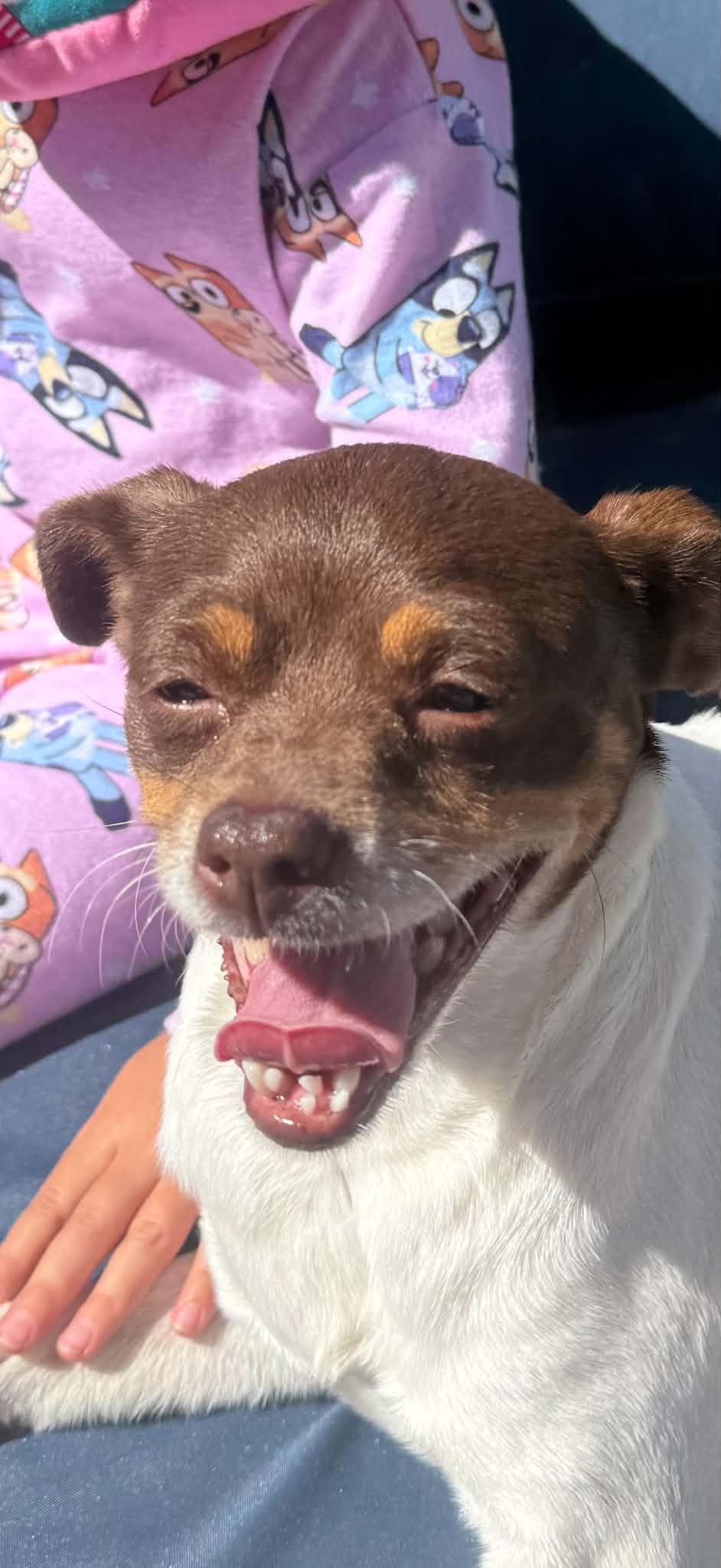 Enlarge Zoey, a Adopted mixed breed in Greenville, SC image 3/3