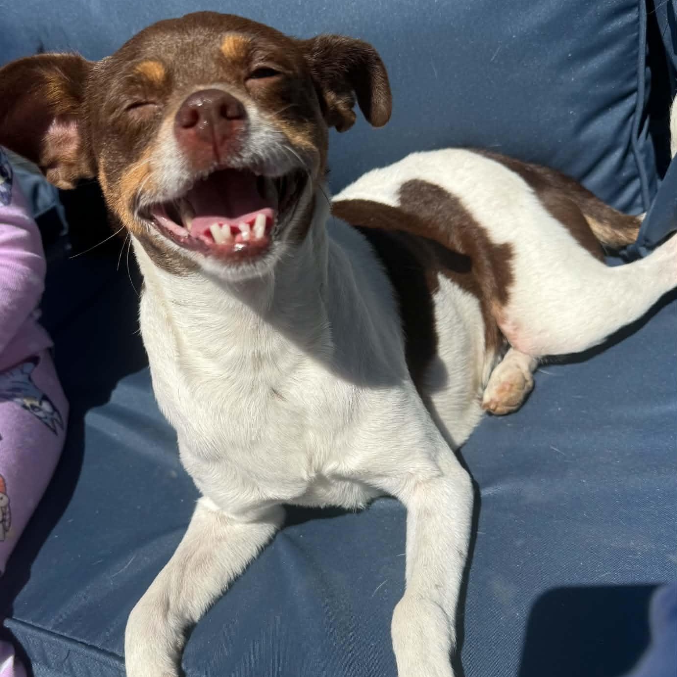Zoey, Adopted, Young Female Rat Terrier & Chihuahua.