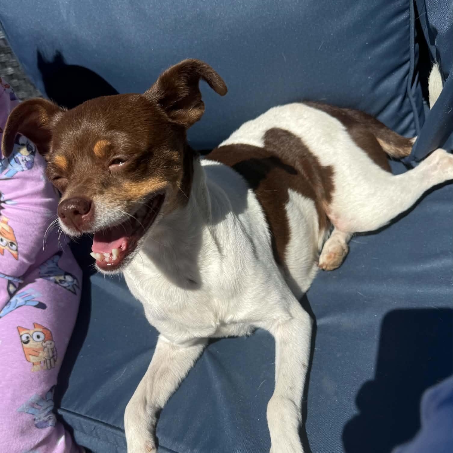 Enlarge Zoey, a Adopted mixed breed in Greenville, SC image 2/3
