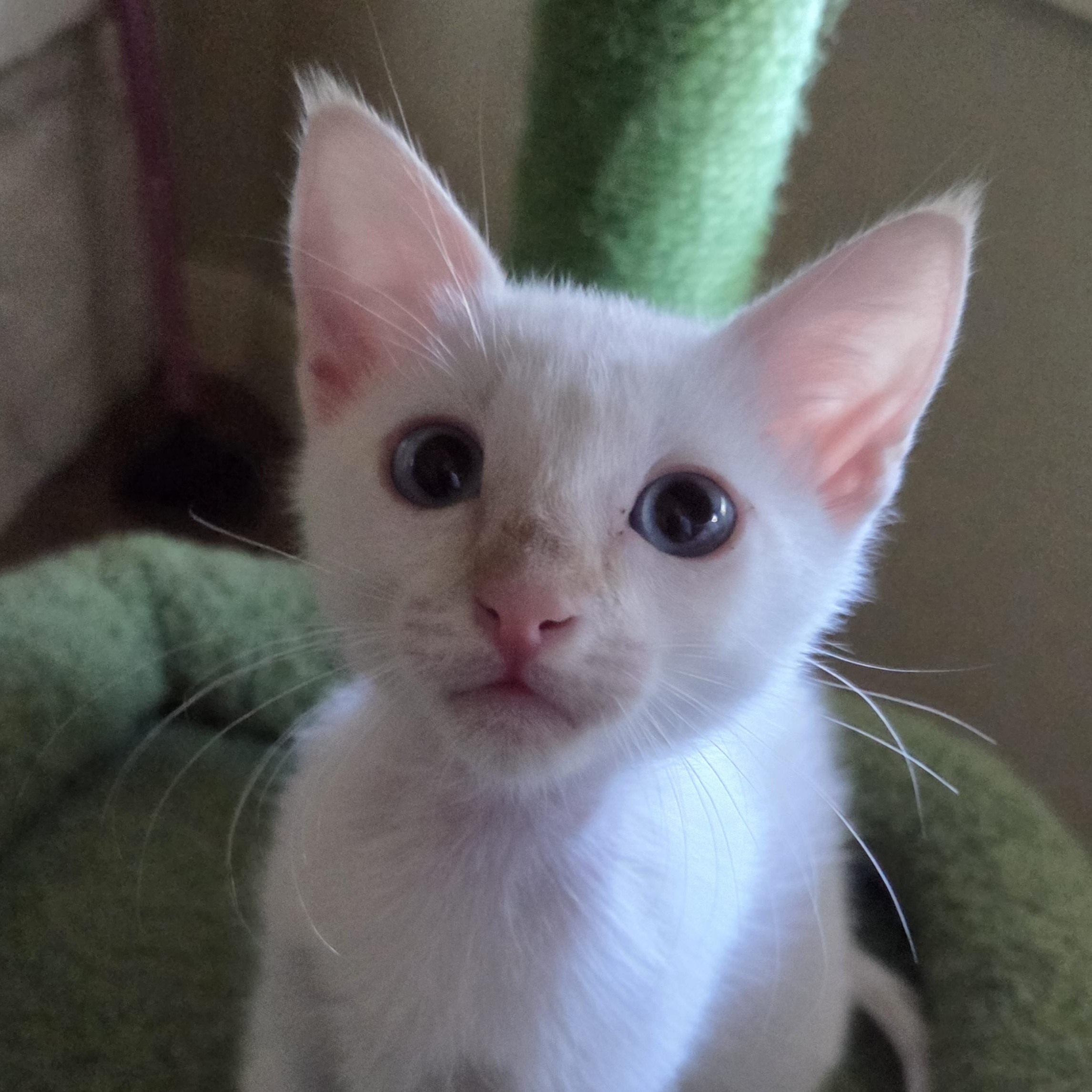 Huntington, Adopted, Kitten Male Domestic Short Hair.