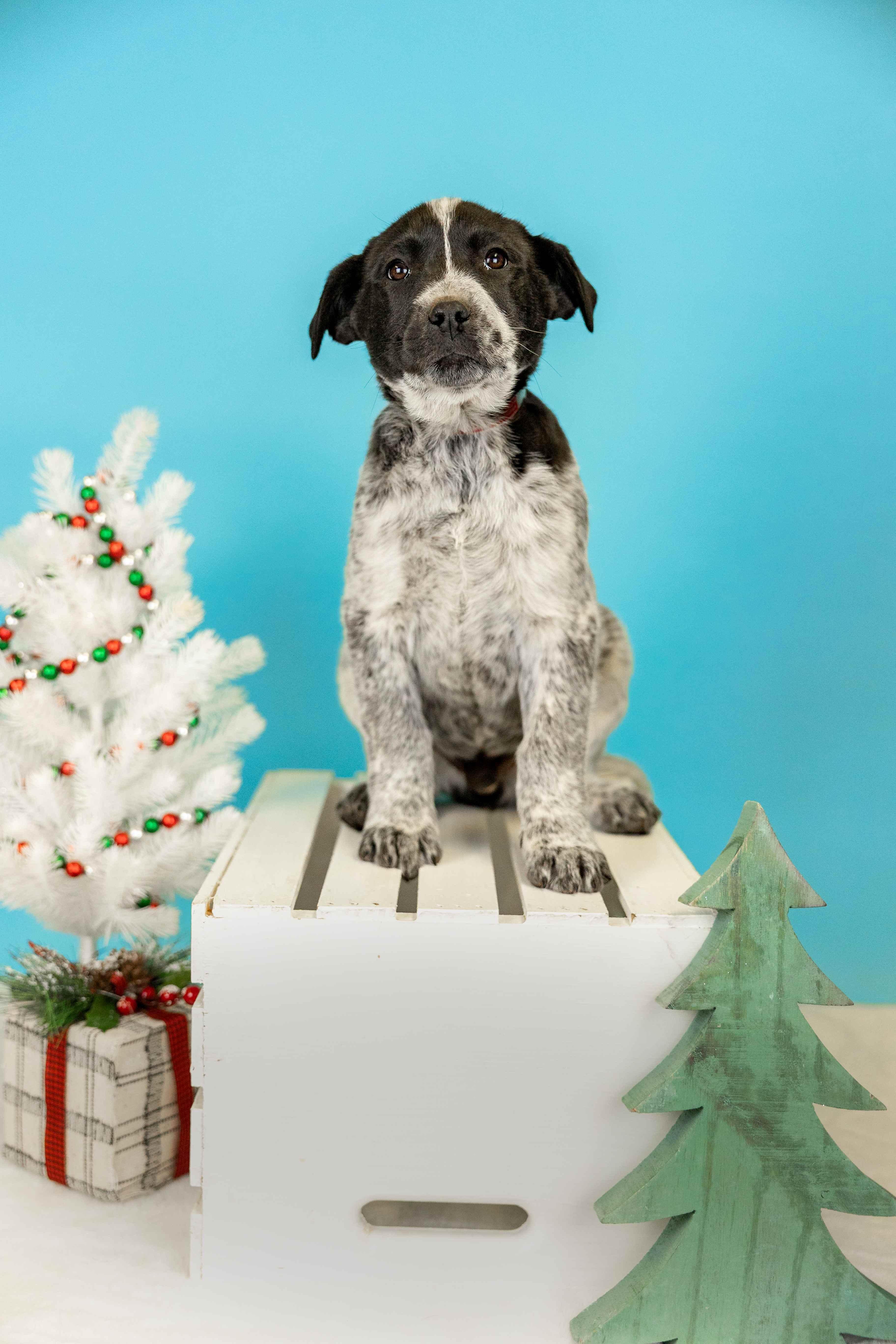 1087-25, ADOPTABLE, Young Male Australian Cattle Dog / Blue Heeler.