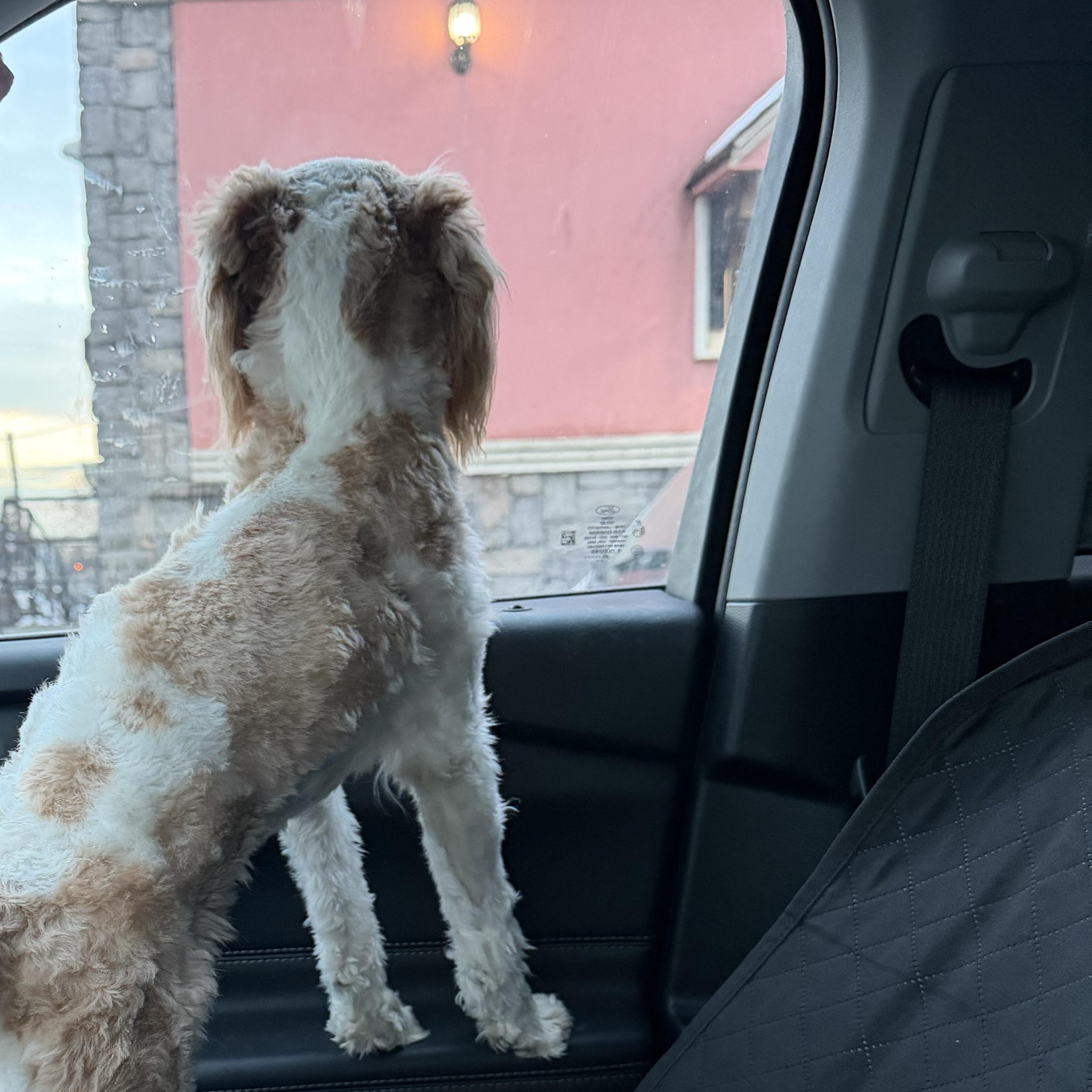 Enlarge Frost, an adoptable Goldendoodle in Wrightstown, NJ image 3/3