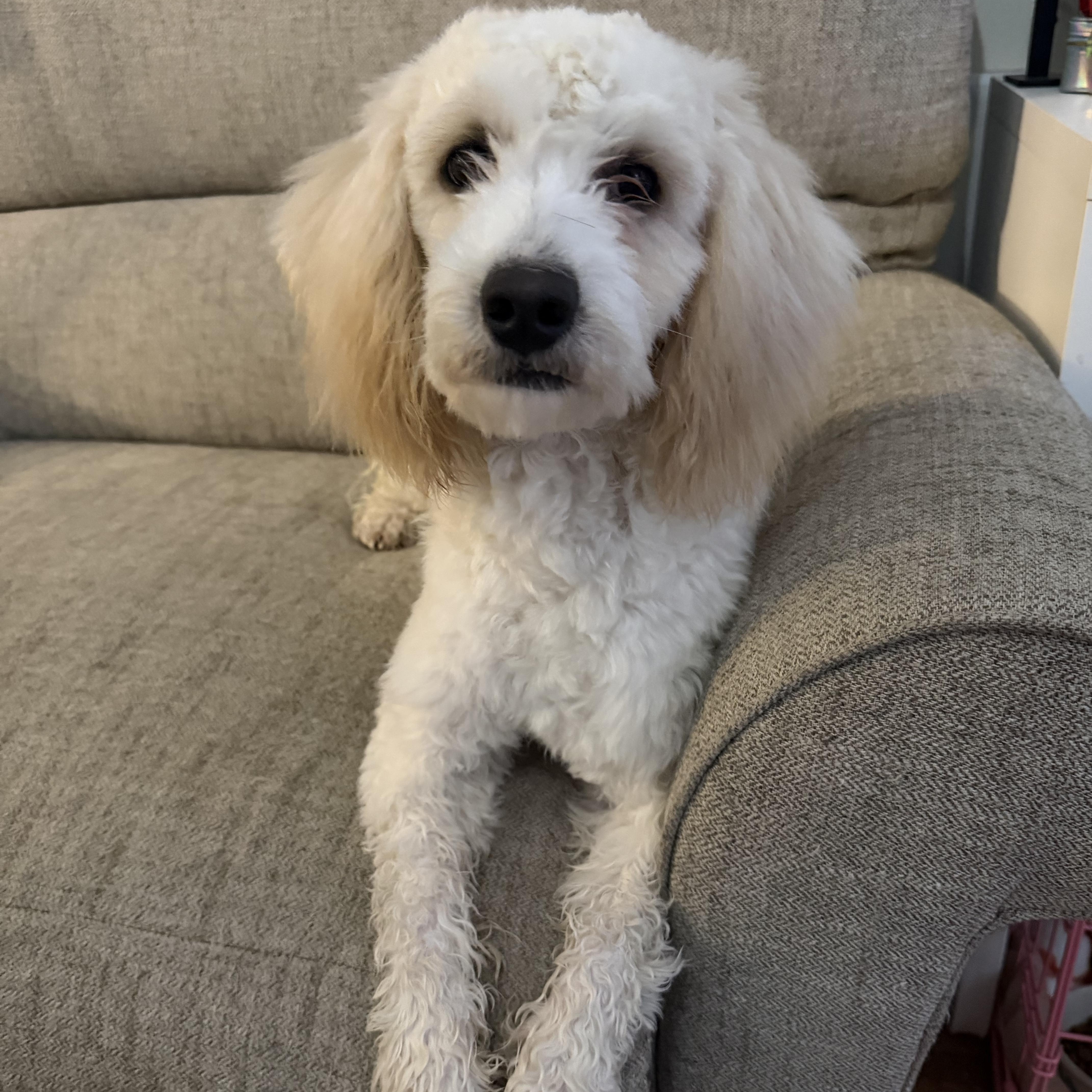 Frost, adoptable, Young Male Goldendoodle.