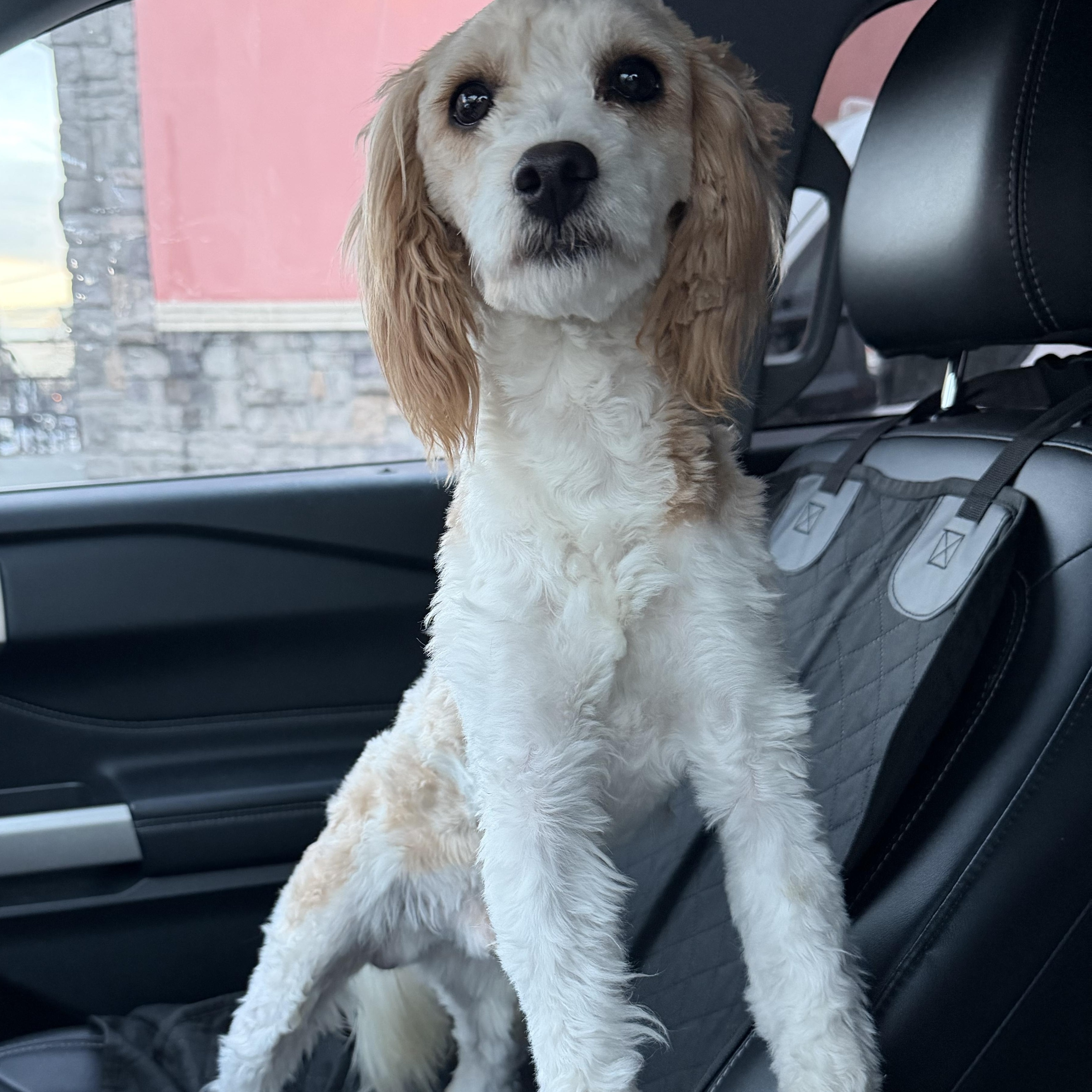 Enlarge Frost, an adoptable Goldendoodle in Wrightstown, NJ image 2/3