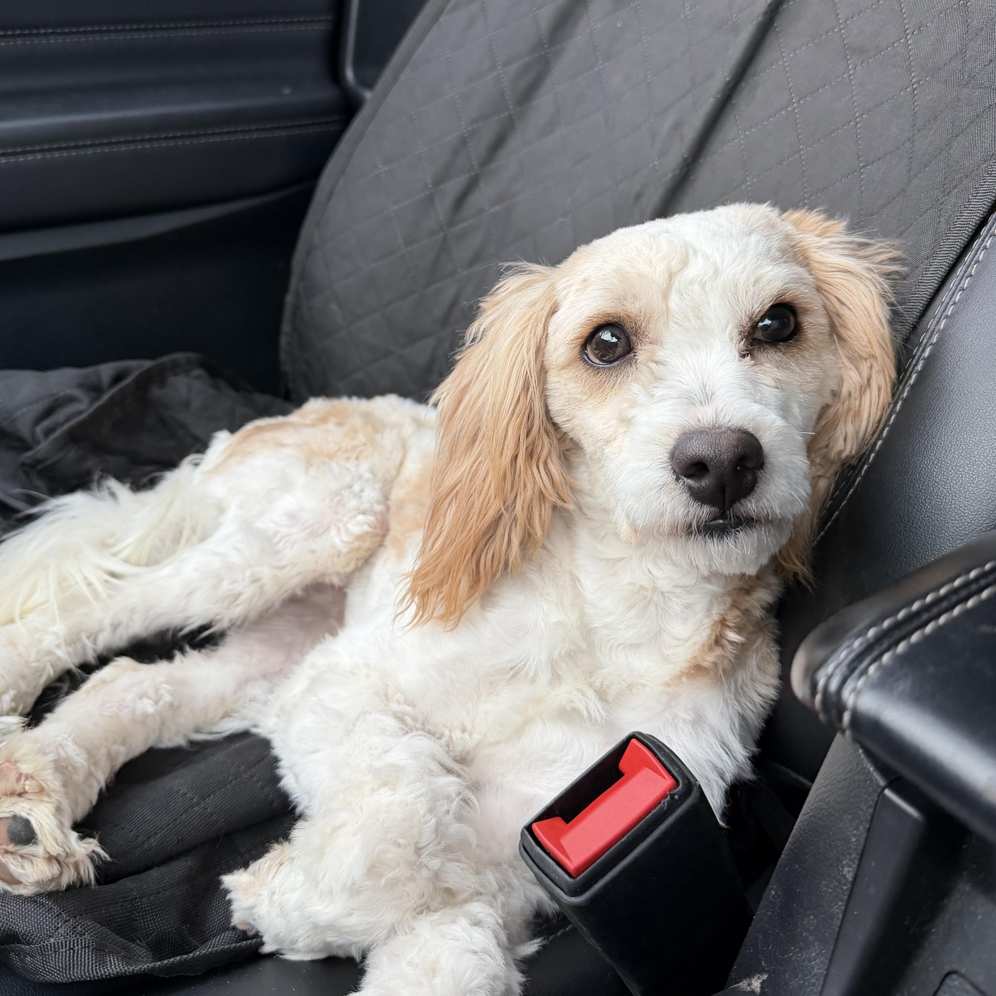 Frost, adoptable, Young Male Goldendoodle.