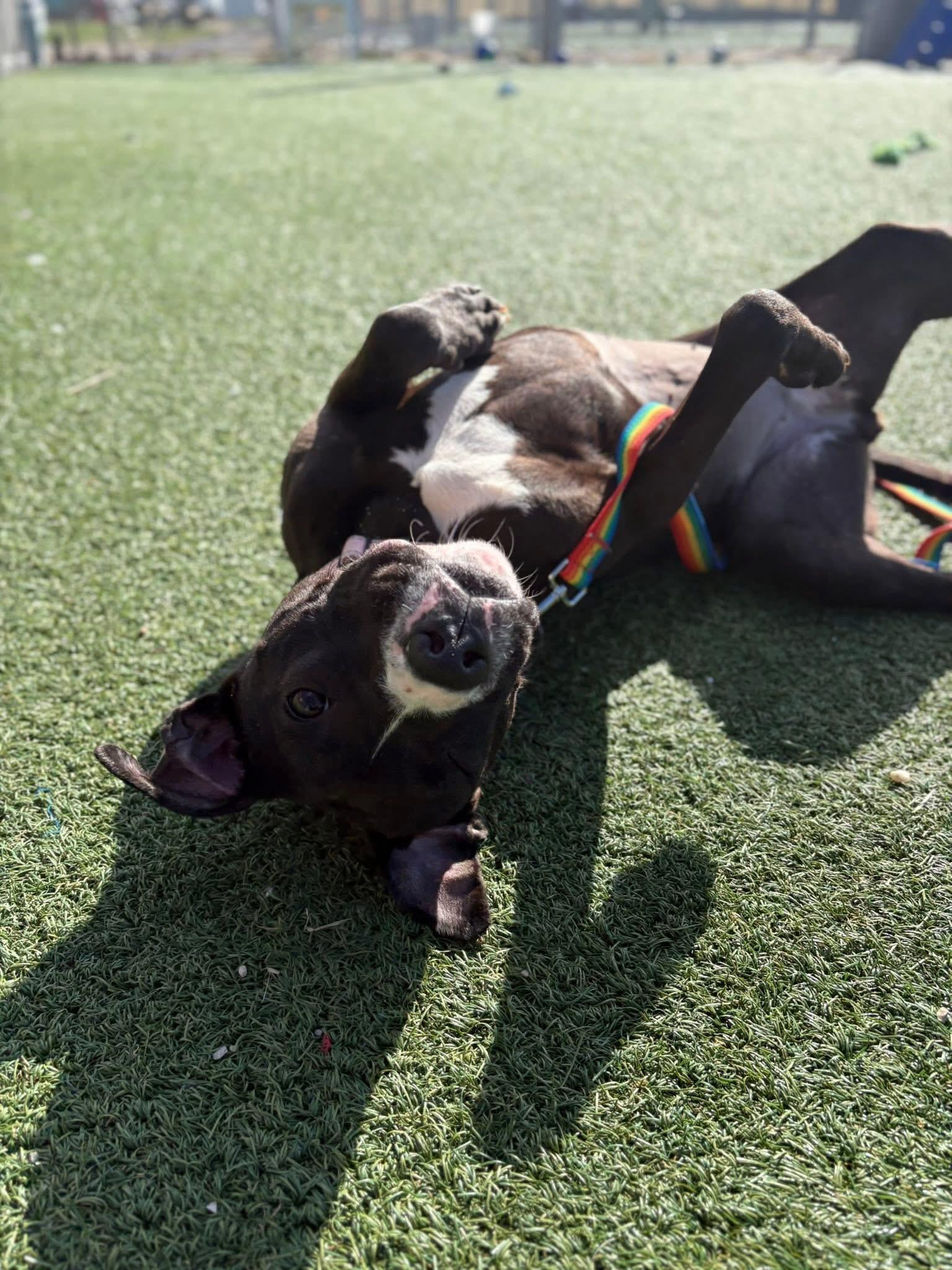 Enlarge Pippy, a ADOPTABLE mixed breed in Cleveland, OH image 2/6