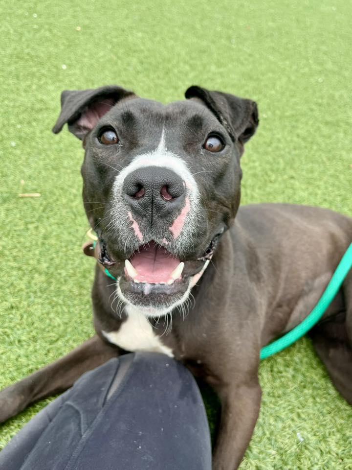 Enlarge Pippy, a ADOPTABLE mixed breed in Cleveland, OH image 4/6