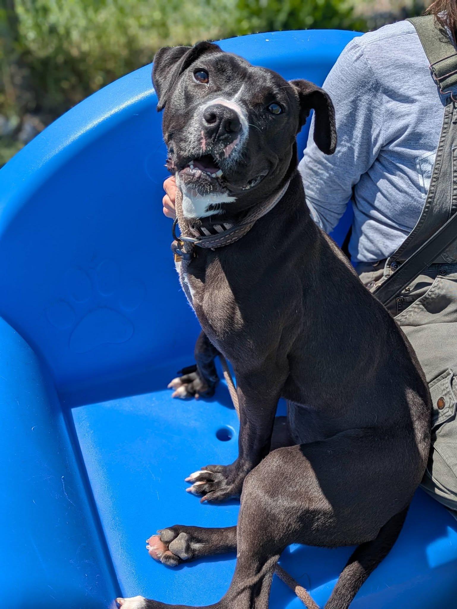 Enlarge Pippy, an adoptable mixed breed in Cleveland, OH image 6/6