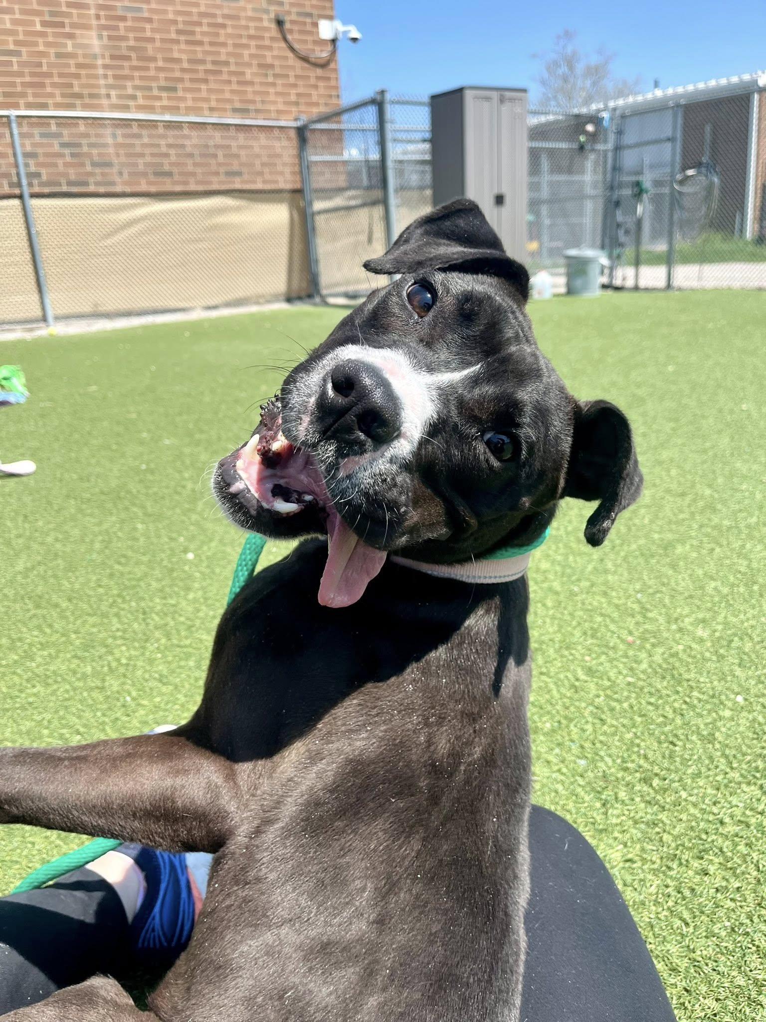 Enlarge Pippy, a ADOPTABLE mixed breed in Cleveland, OH image 6/6