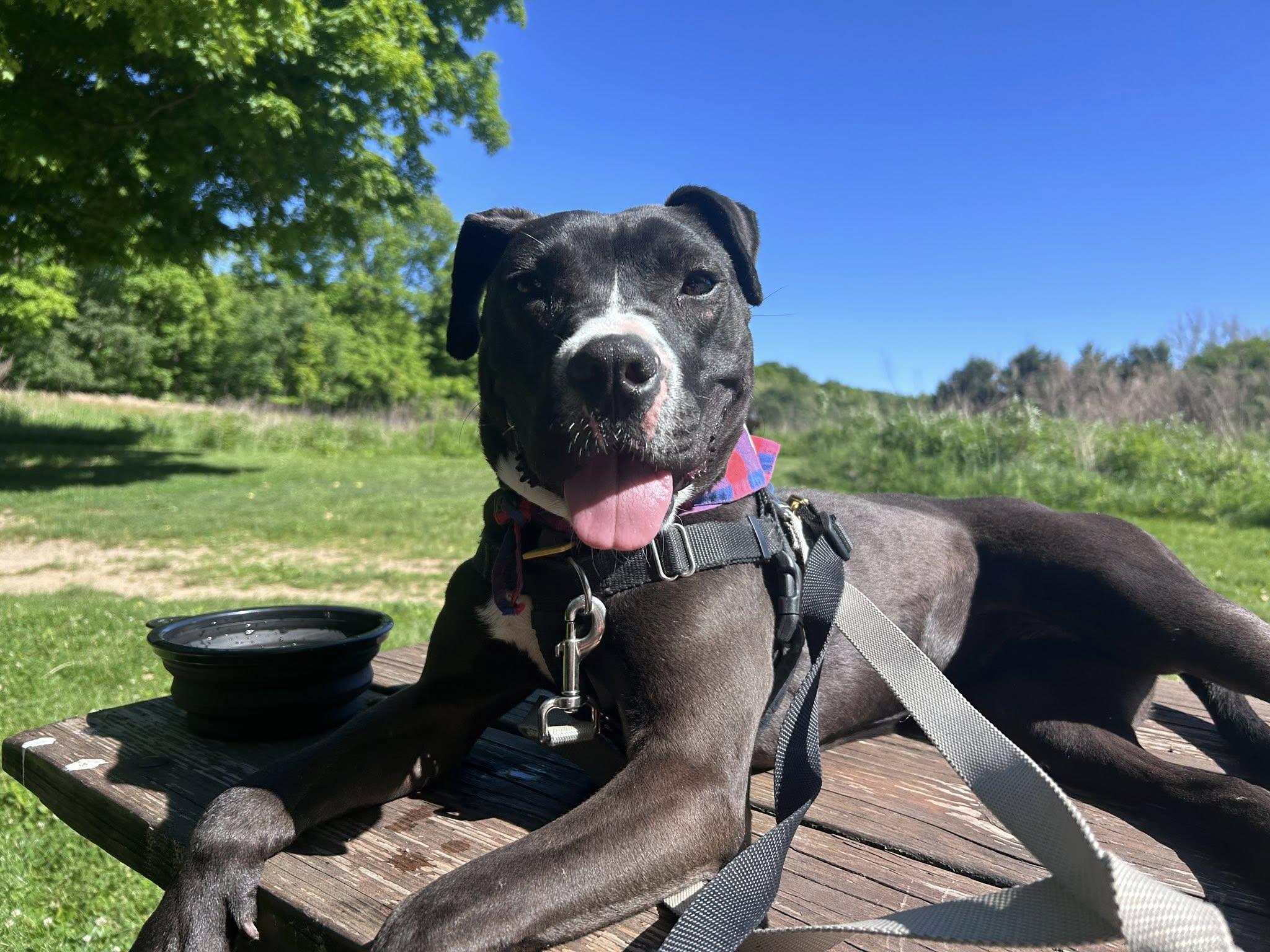 Pippy, adoptable, Puppy Female Pit Bull Terrier.