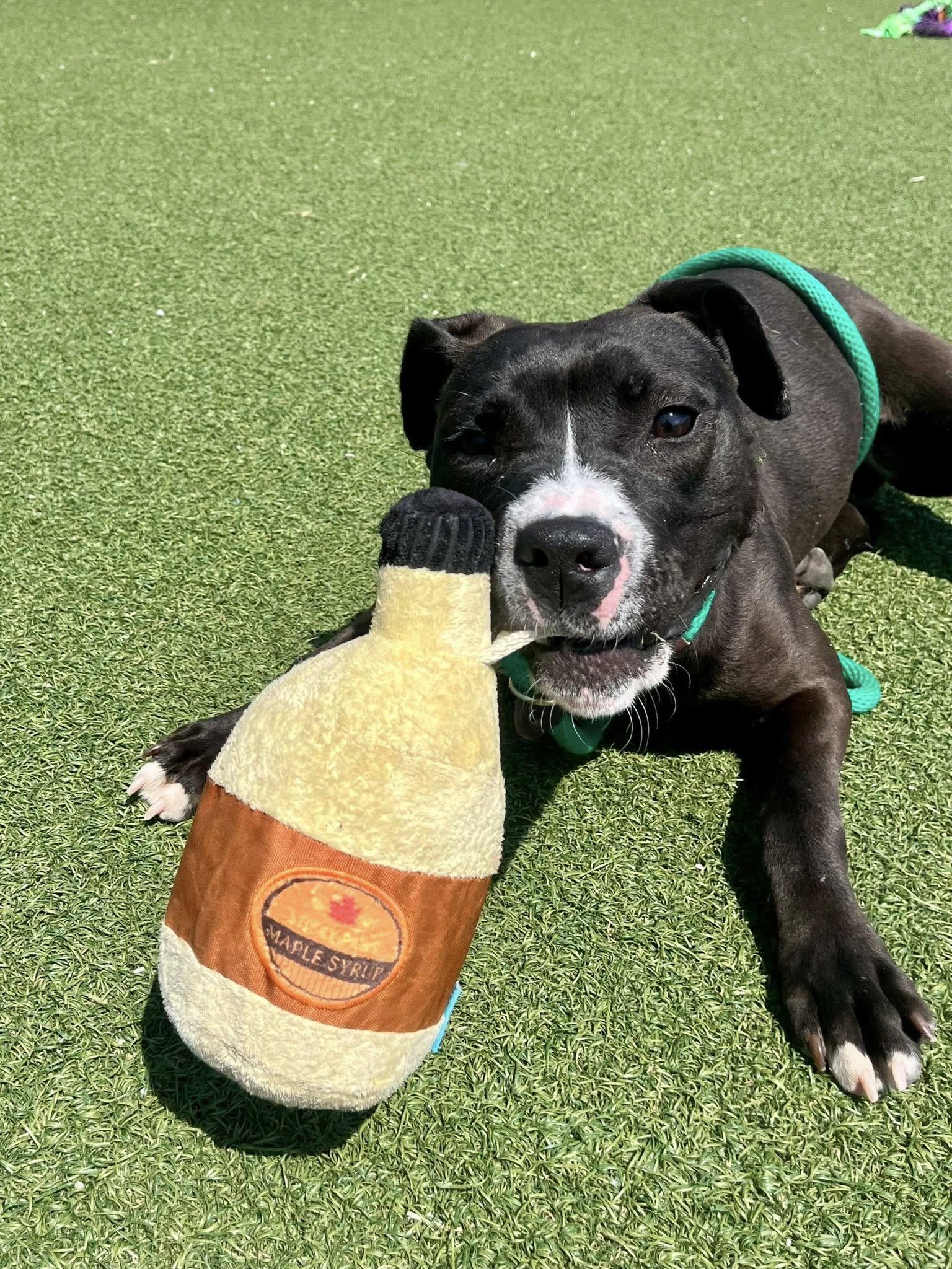 Enlarge Pippy, a ADOPTABLE mixed breed in Cleveland, OH image 5/6