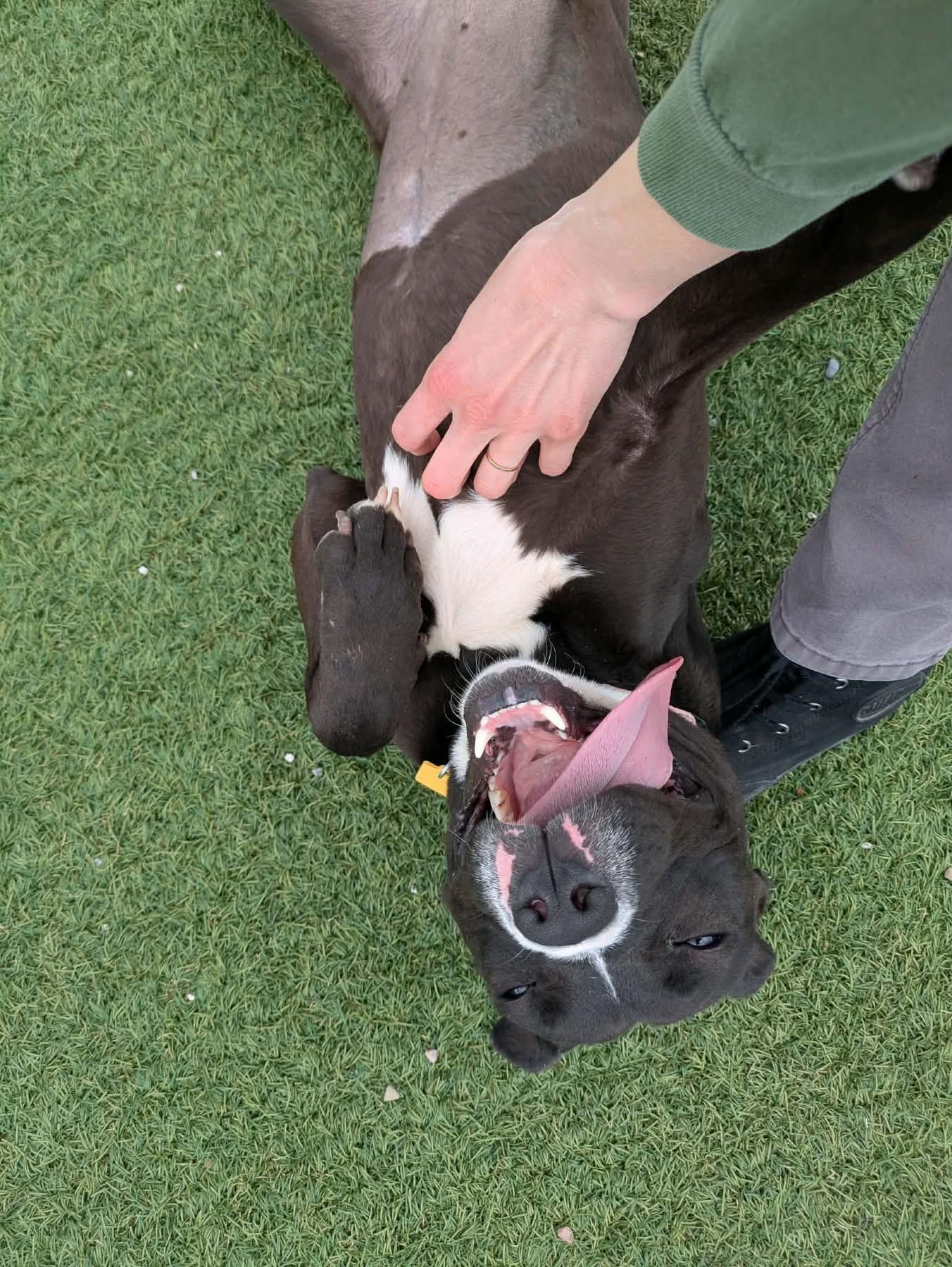 Enlarge Pippy, a ADOPTABLE mixed breed in Cleveland, OH image 3/6