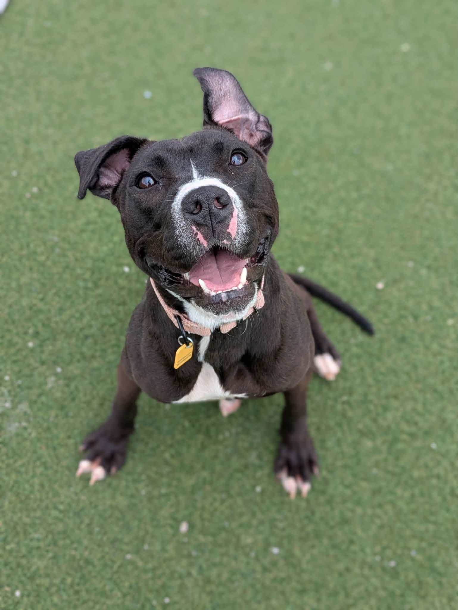 Enlarge Pippy, a ADOPTABLE mixed breed in Cleveland, OH image 1/6