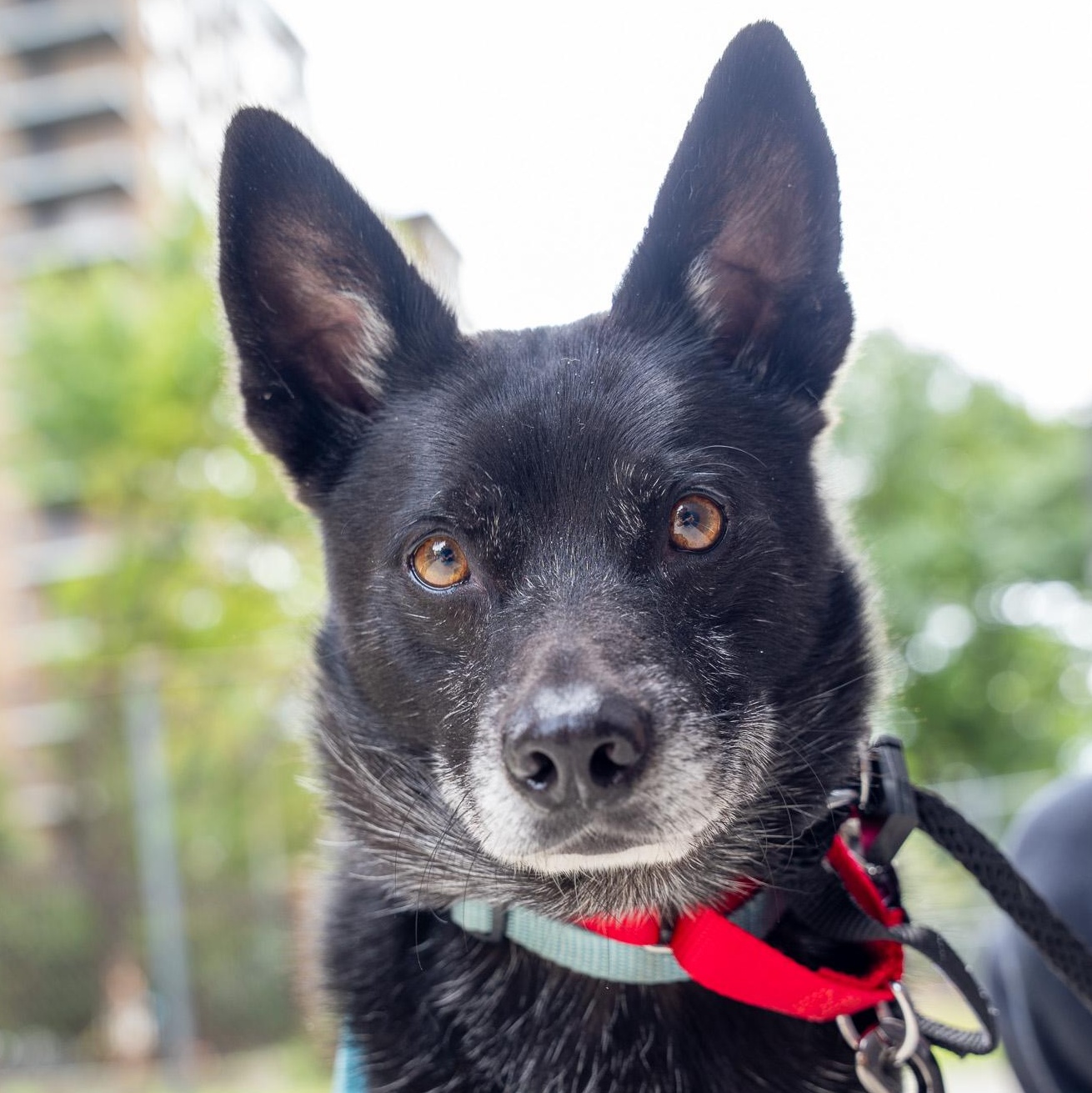Enlarge Lamine Yamal, a Adoptable Australian Cattle Dog / Blue Heeler in Brooklyn, NY image 3/4
