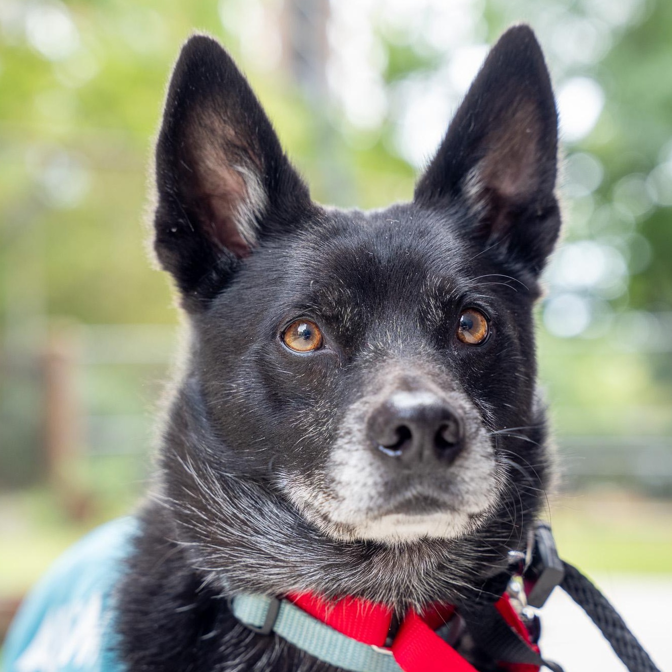Enlarge Lamine Yamal, a Adoptable Australian Cattle Dog / Blue Heeler in Brooklyn, NY image 2/4