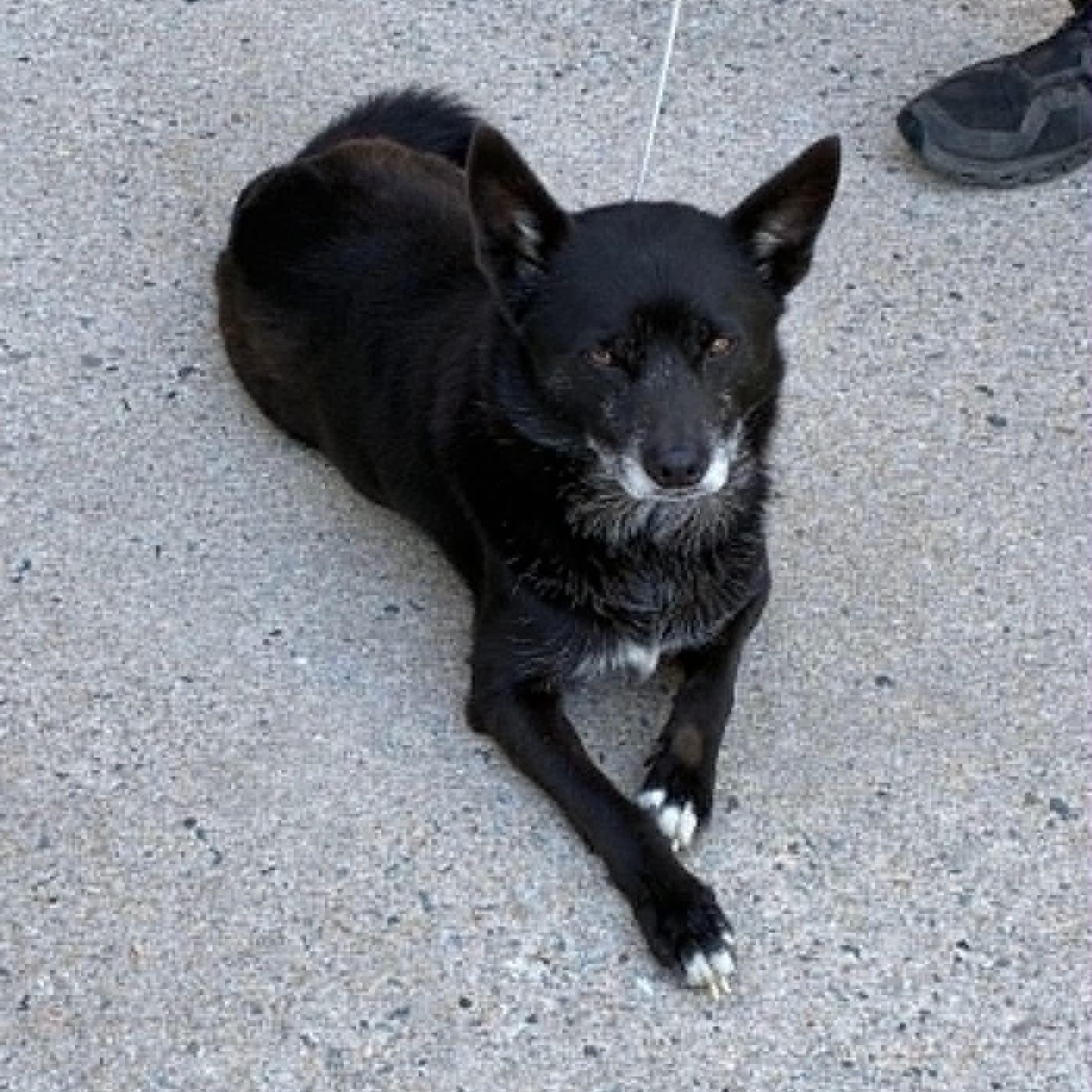 Enlarge Lamine Yamal, a Adoptable Australian Cattle Dog / Blue Heeler in Brooklyn, NY image 4/4