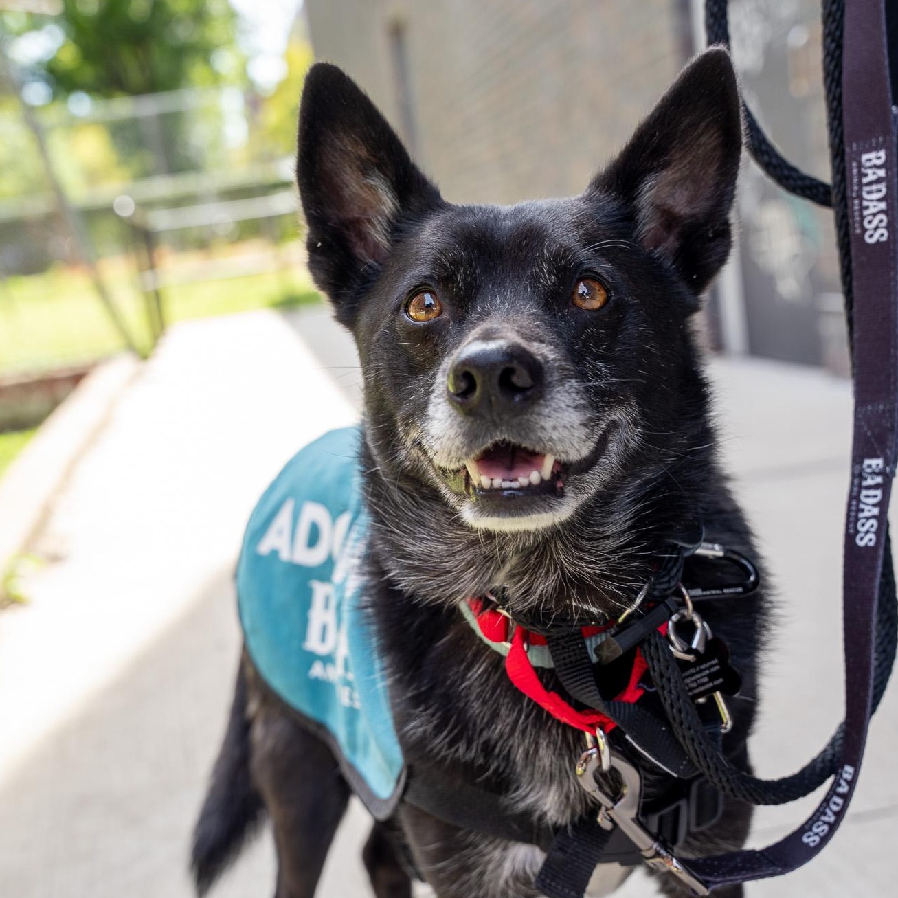 Lamine Yamal, Adoptable, Adult Male Australian Cattle Dog / Blue Heeler.