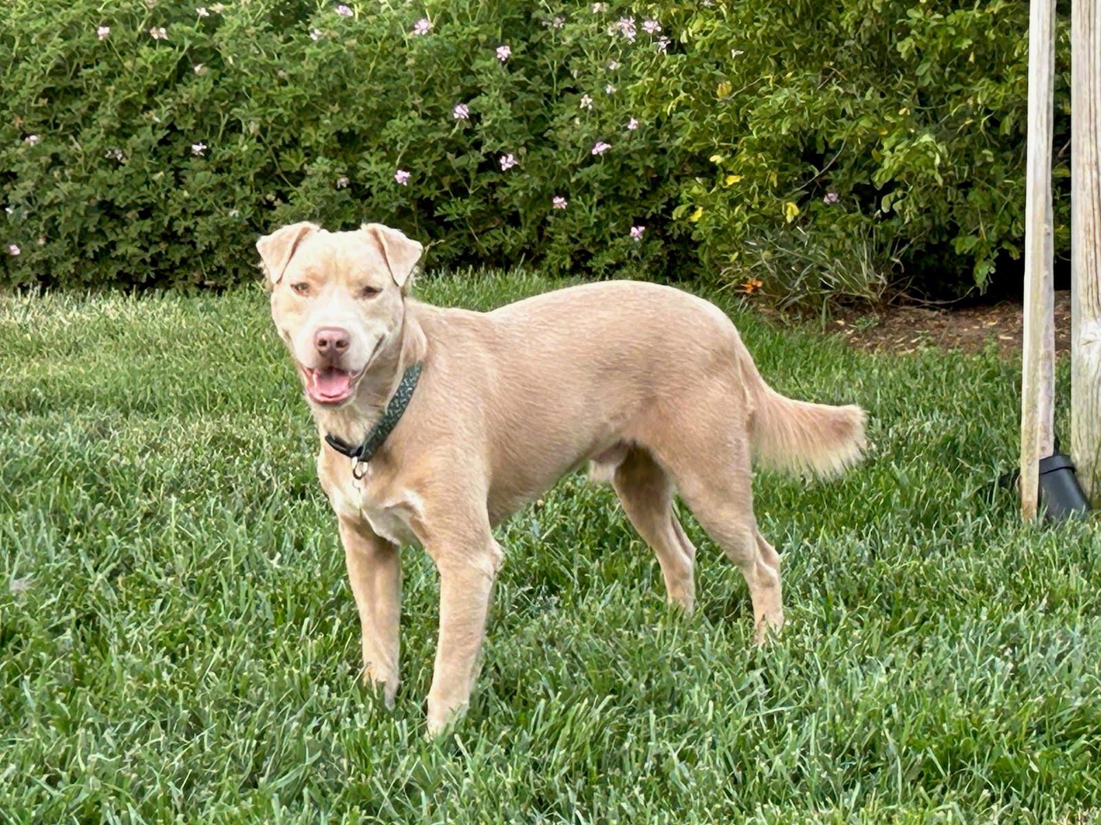Thaddeus, Adoptable, Adult Male Labrador Retriever & Shepherd.
