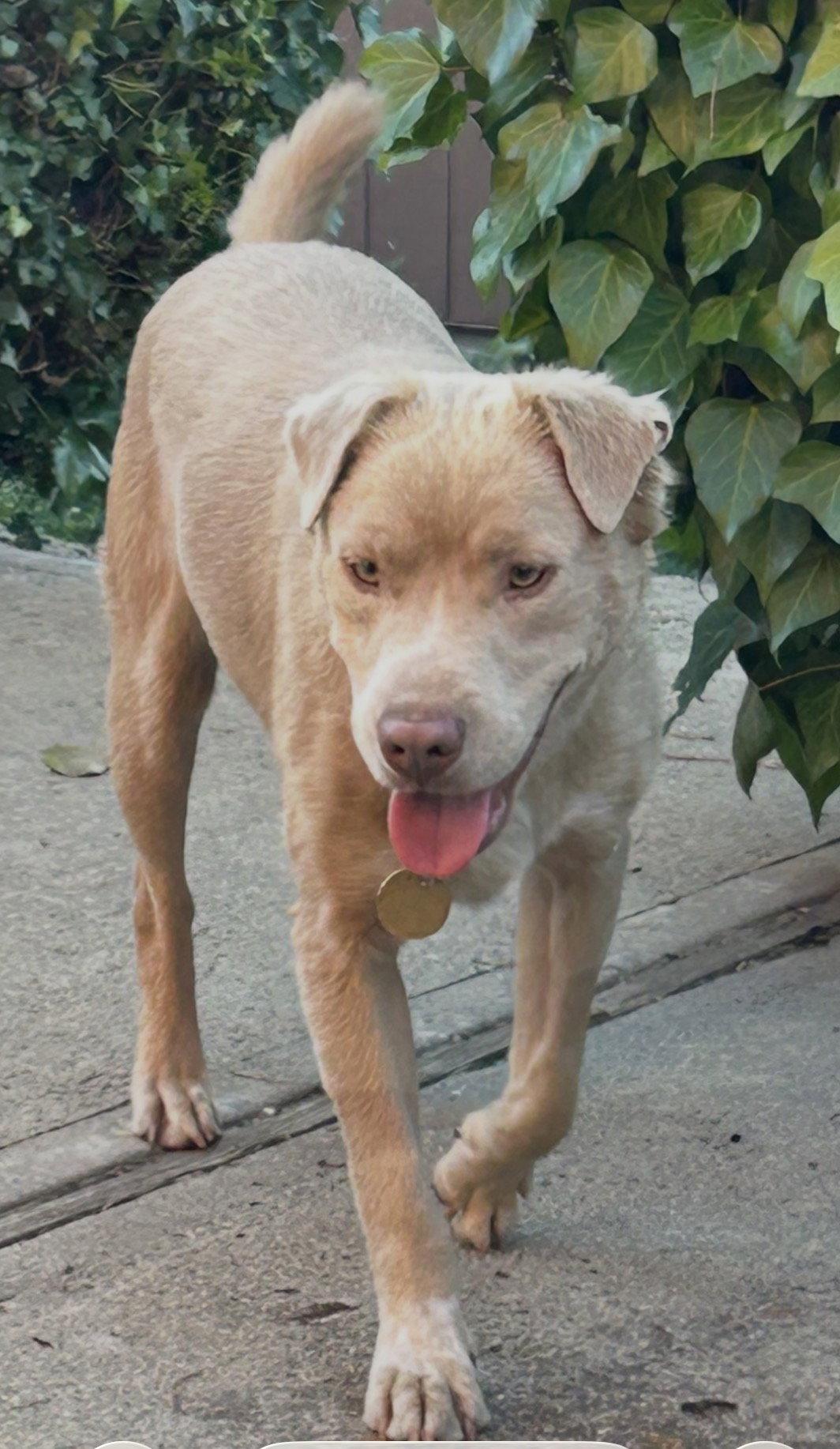 Thaddeus, Adoptable, Adult Male Labrador Retriever & Shepherd.