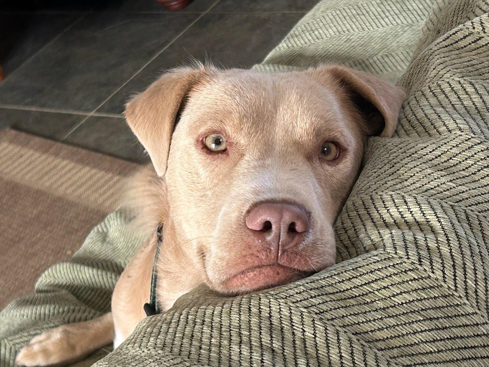 Thaddeus, a Adoptable mixed breed in San Diego, CA image 3/3