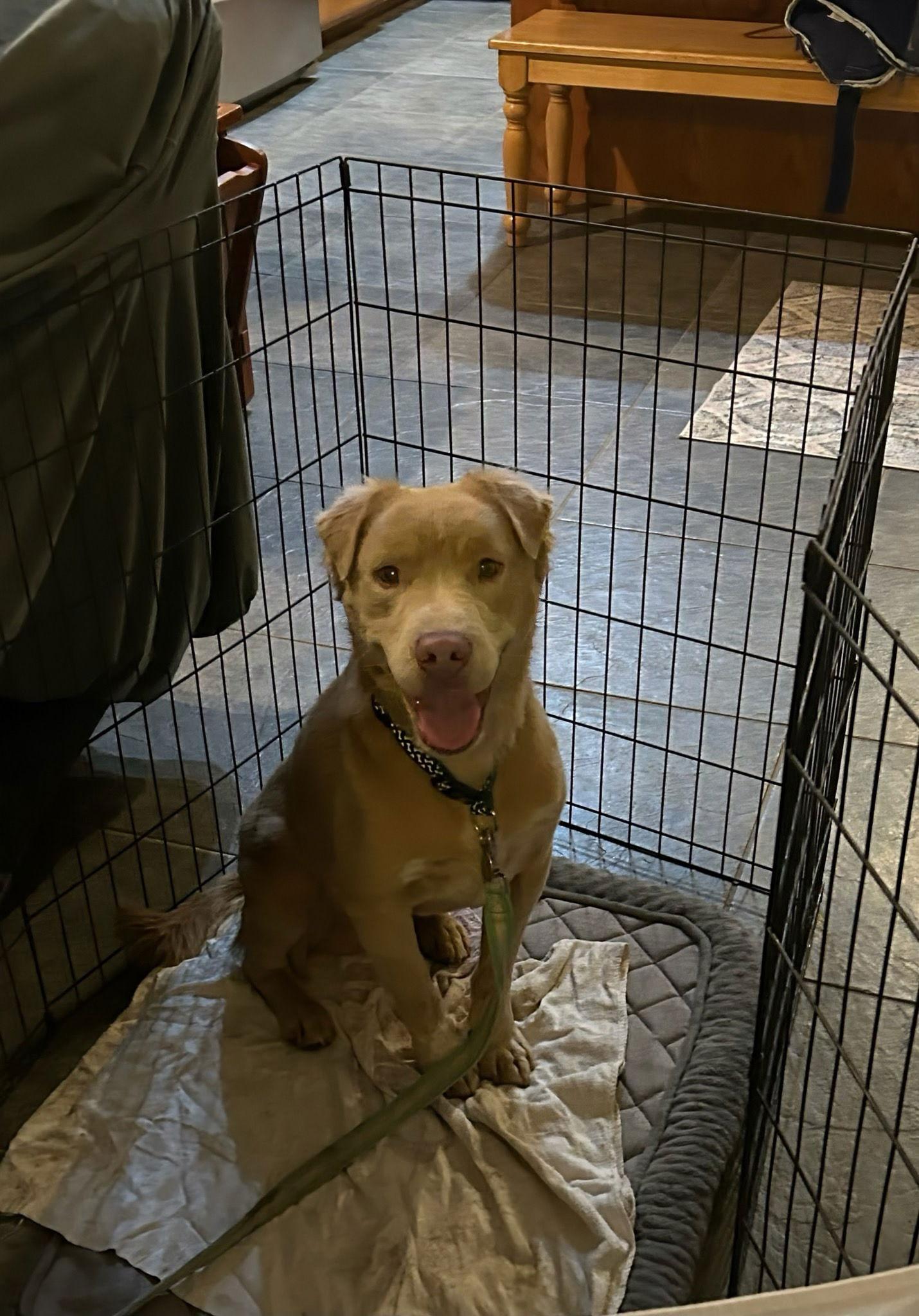 Enlarge Thaddeus, a Adoptable mixed breed in San Diego, CA image 2/3