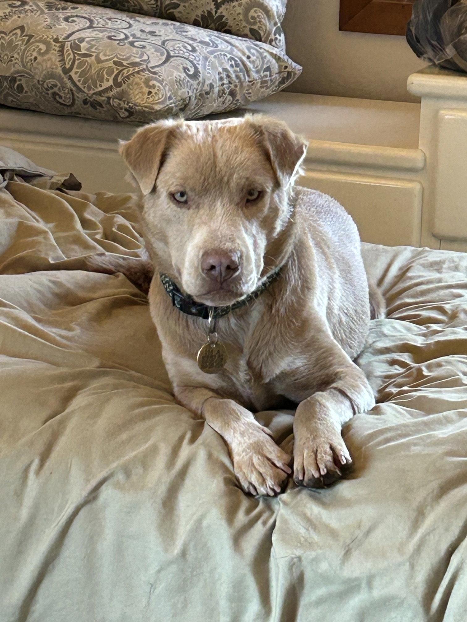 Enlarge Thaddeus, a Adoptable mixed breed in San Diego, CA image 3/3