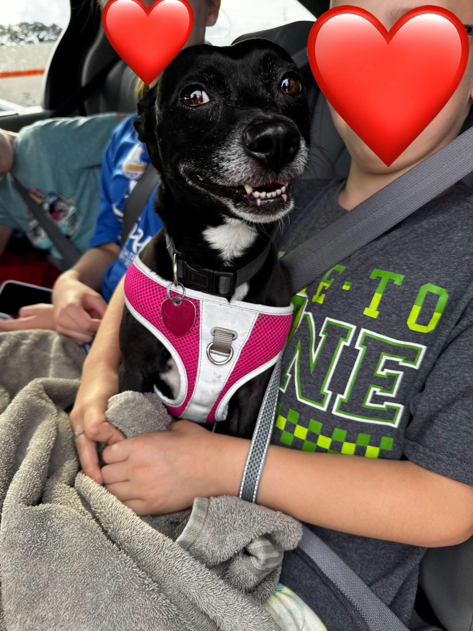 Zoe, Adoptable, Adult Female Chihuahua.