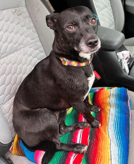 Enlarge Zoe, a Adoptable Chihuahua in Brooklyn Center, MN image 2/3