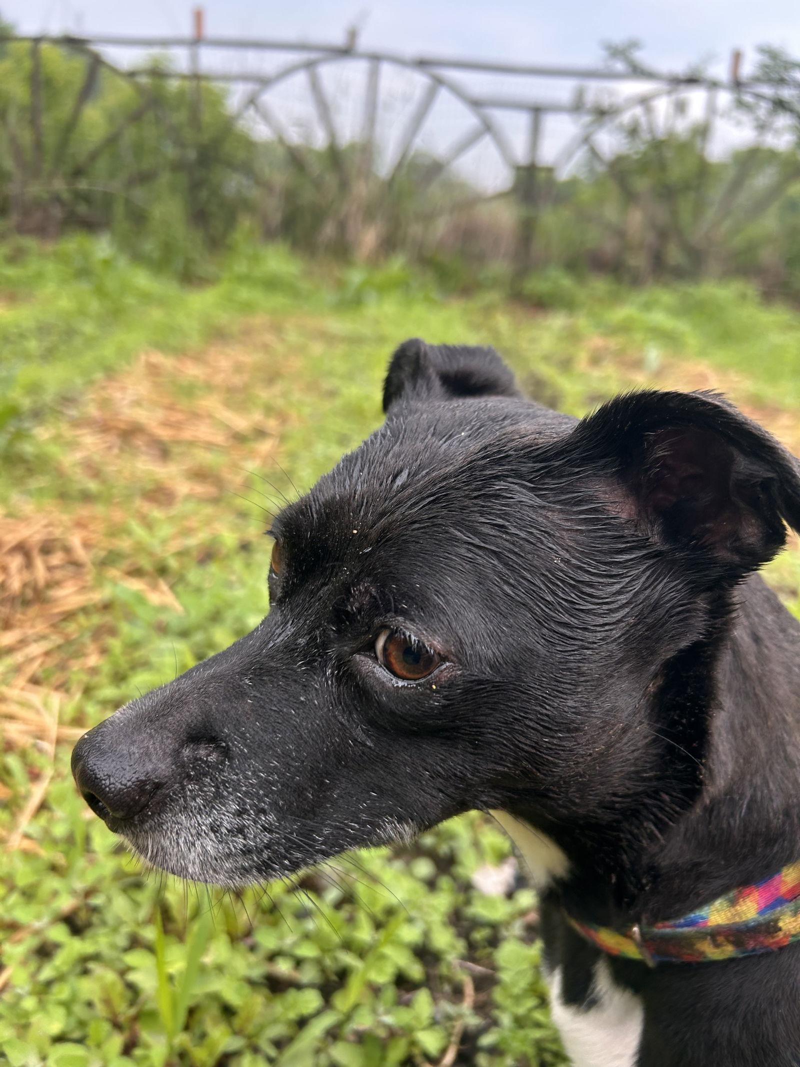 Enlarge Zoe, a Adoptable Chihuahua in Brooklyn Center, MN image 3/3