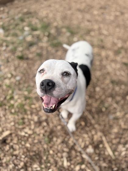 Dalyla, Adoptable, Senior Female Pit Bull Terrier & Mixed Breed.