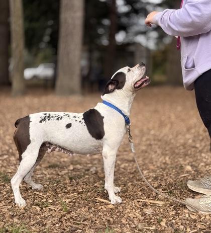 Dalyla, a Adoptable mixed breed in Burlington, WA image 2/3