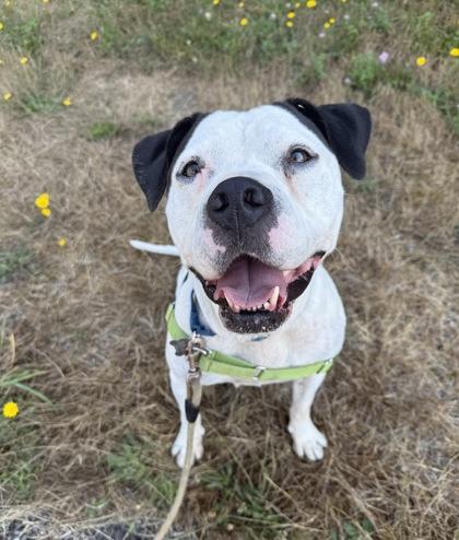 Dalyla, Adoptable, Senior Female Pit Bull Terrier & Mixed Breed.